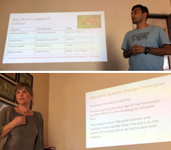 The agricultural pest management team focused on the cotton crop—one of the primary pest management challenges in India—and took inspiration from nature’s system level approaches for protecting from biotic factors.