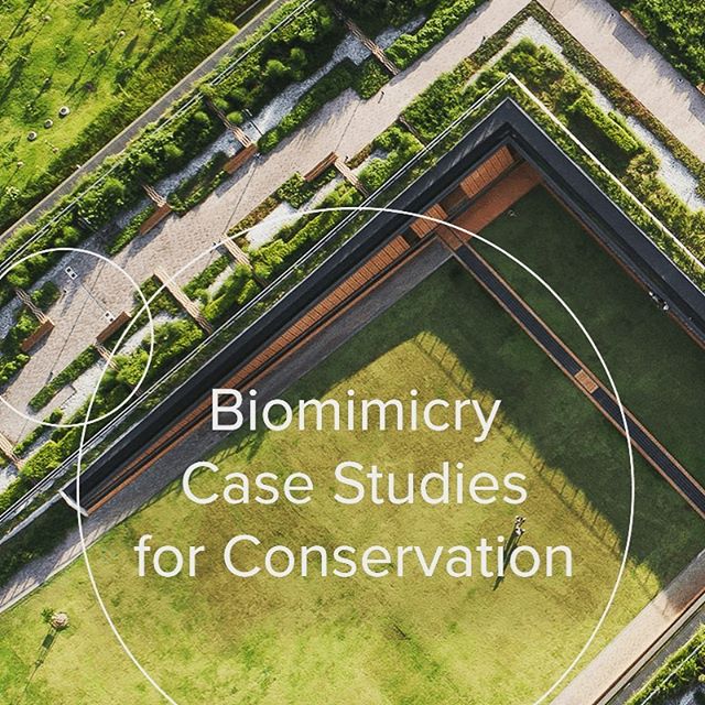 We often share case studies traditionally applied to product design, but in celebration of Earth Day today, we’re excited to share case studies of a different sort—biomimicry solutions and research directly applied to conservation. Hopefully these 6 examples will inspire you to ask probing questions and help bring biomimicry to this critically important work. Happy Earth Day!
•
https://synapse.bio/blog/conservation-efforts-inspired-by-nature (link also in bio)
📸 : PanoramaStudio
•
#earthday #biomimicry #biomimicry38 #conservation #sustainability #bioinspired #sustainabledesign #earthday2019