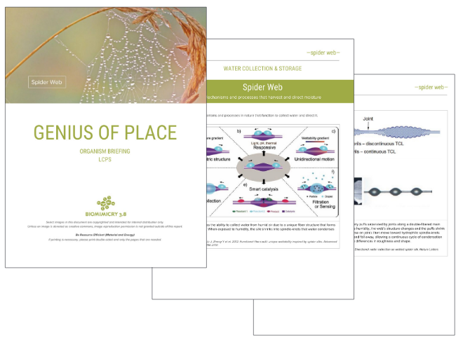 Biomimicry 3.8 Genius of Place Report | Once Biomimicry 3.8 knew where to intervene (based on the site visit and ESG’s ecosystem performance outputs), the biomimicry team looked to the local habitat for lessons from nature, biological mechanisms, strategies, and patterns that would build resilience, and optimize performance.