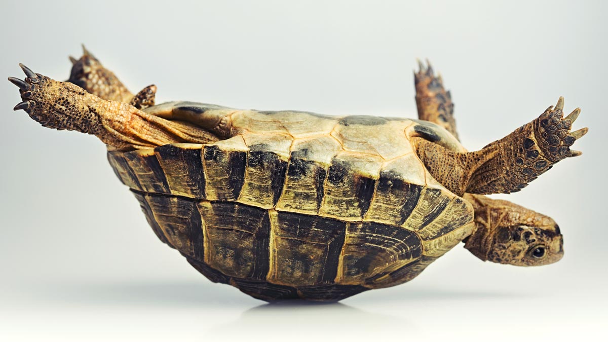 Turtle on Back.jpg