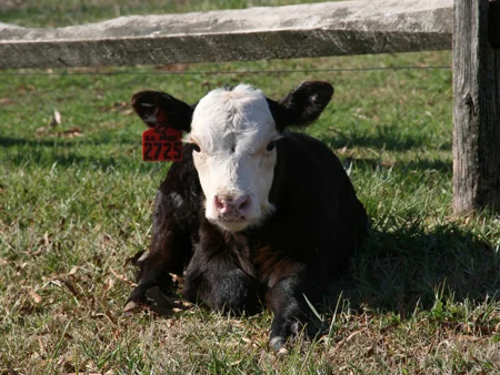 calf.jpg