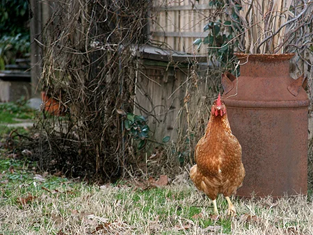 chicken.jpg