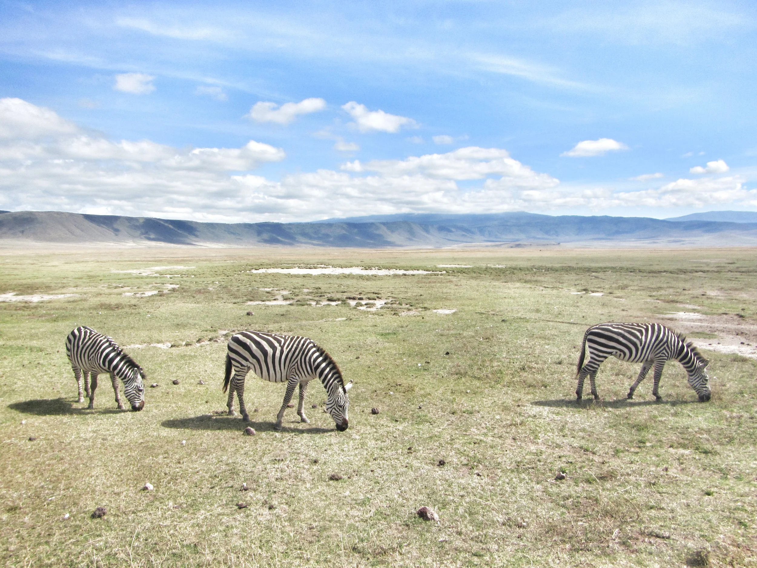 zebra-add text.jpg