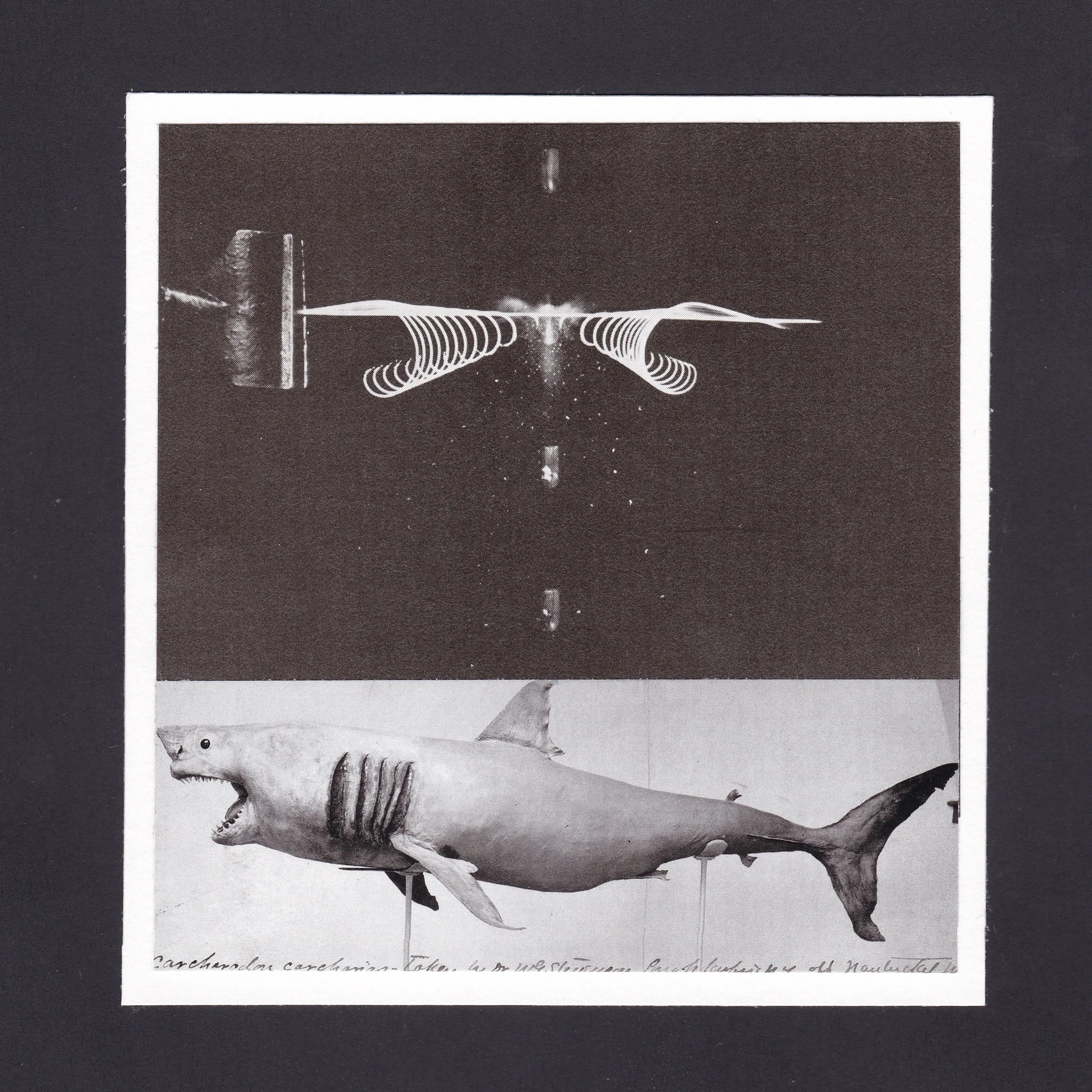 Evolved This Way.jpeg