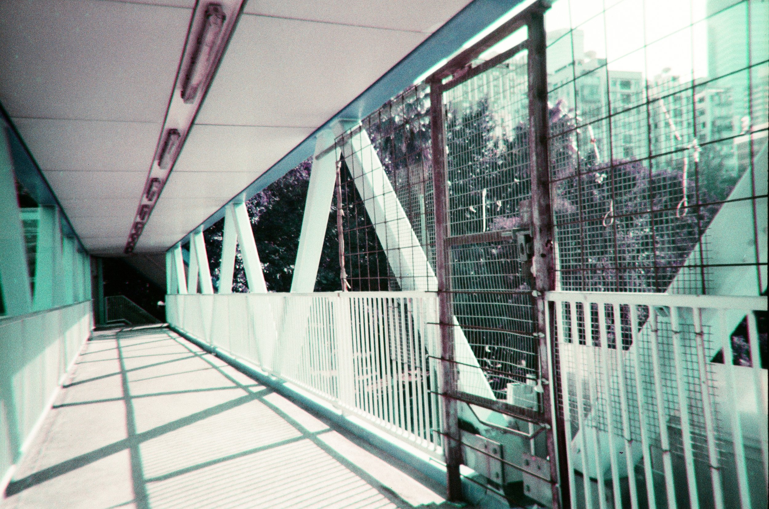 赤、黄、緑、青、紫 | NIKONOYUMEE ニコの写真