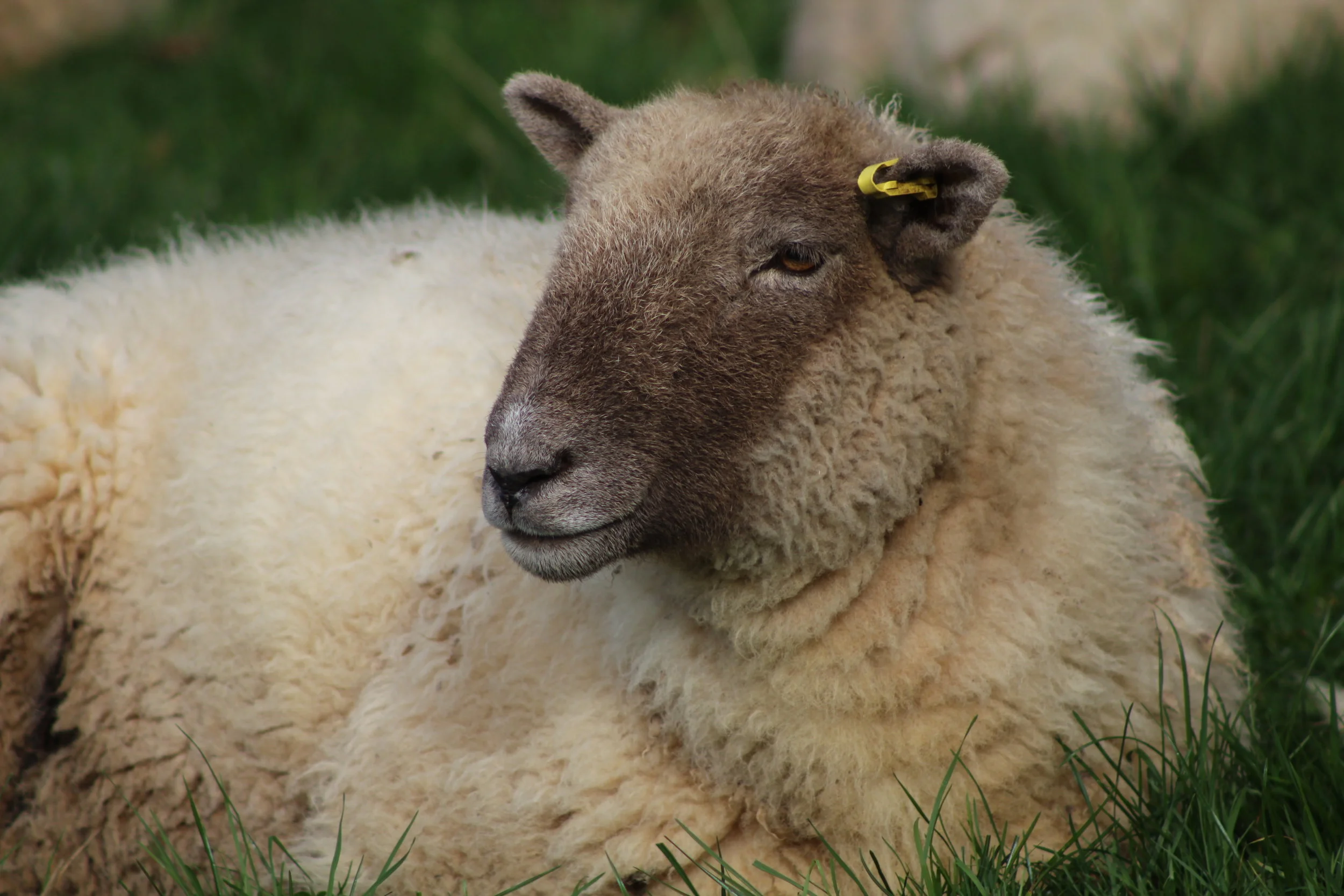 Sheep Photo 1.JPG