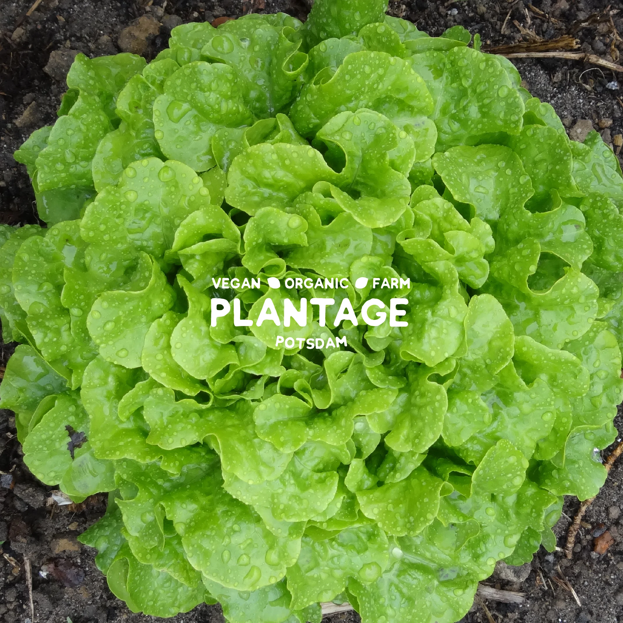 Gemüsegärtner (m/w) für plantAge e.V. gesucht!