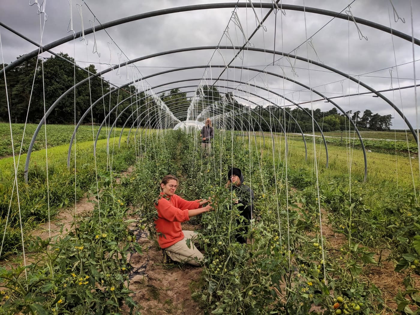 An Schnüren werden die Tomaten hoch gebunden, damit sie nicht auf dem nassen Boden liegen