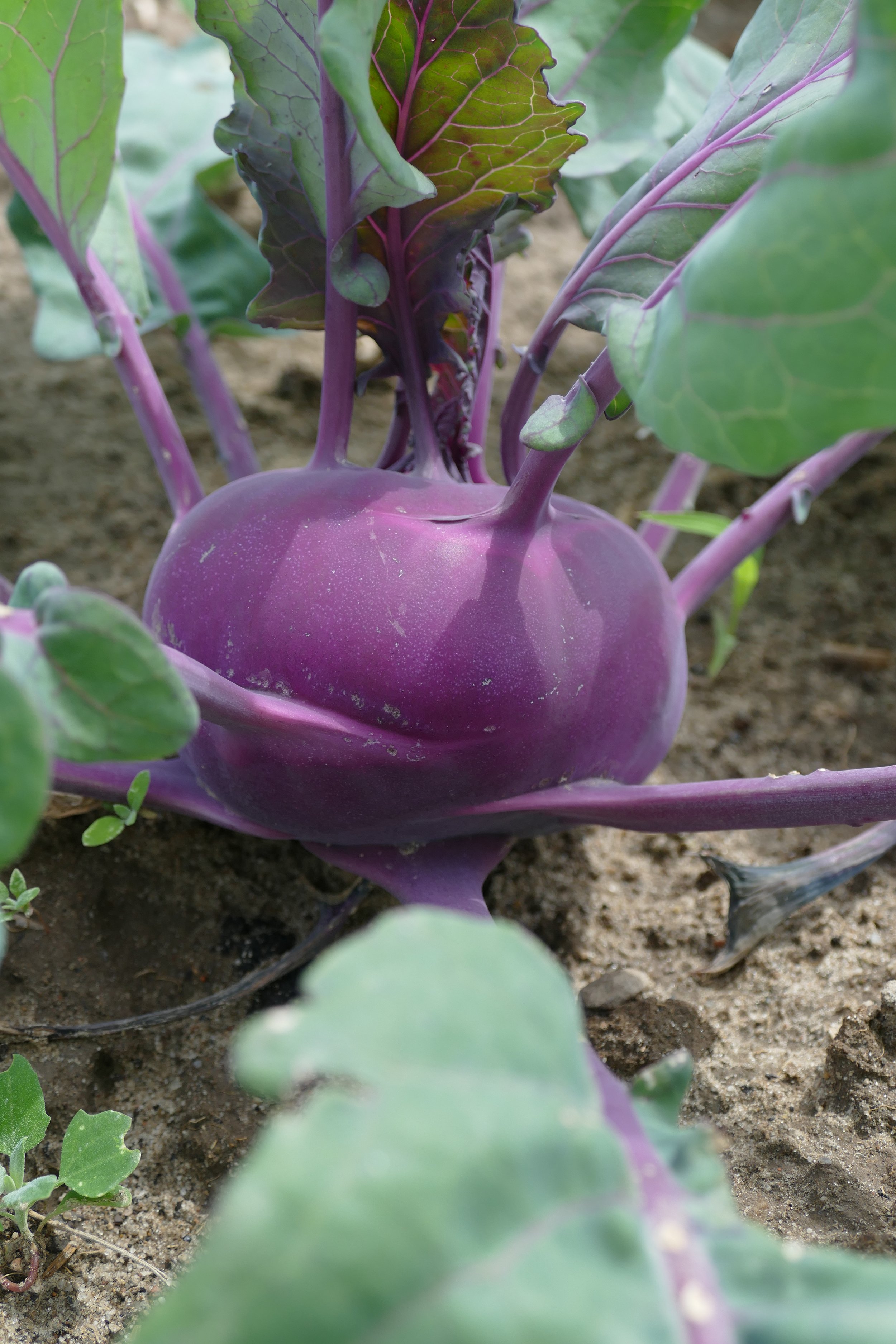 Kohlrabi