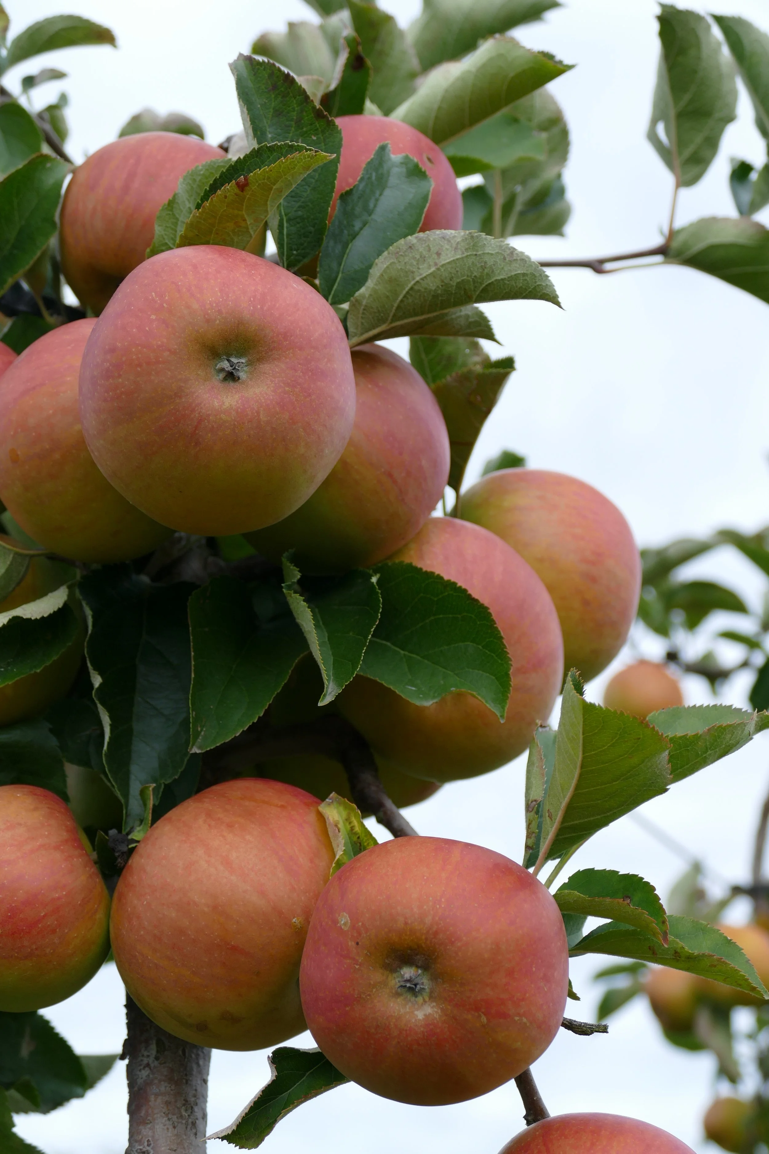 Apfel-Fenchel-Nuss-Salat