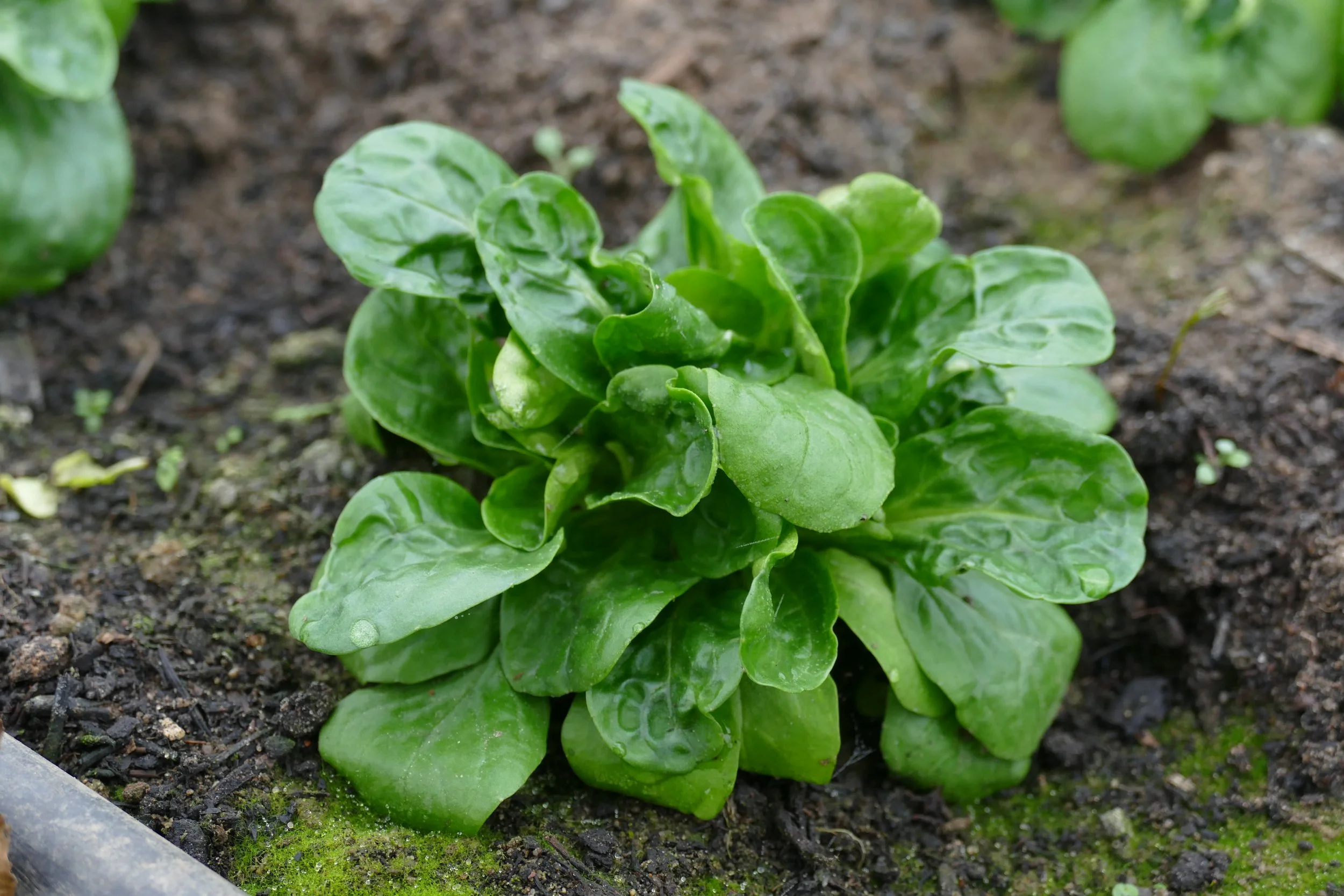 feldsalat2.JPG