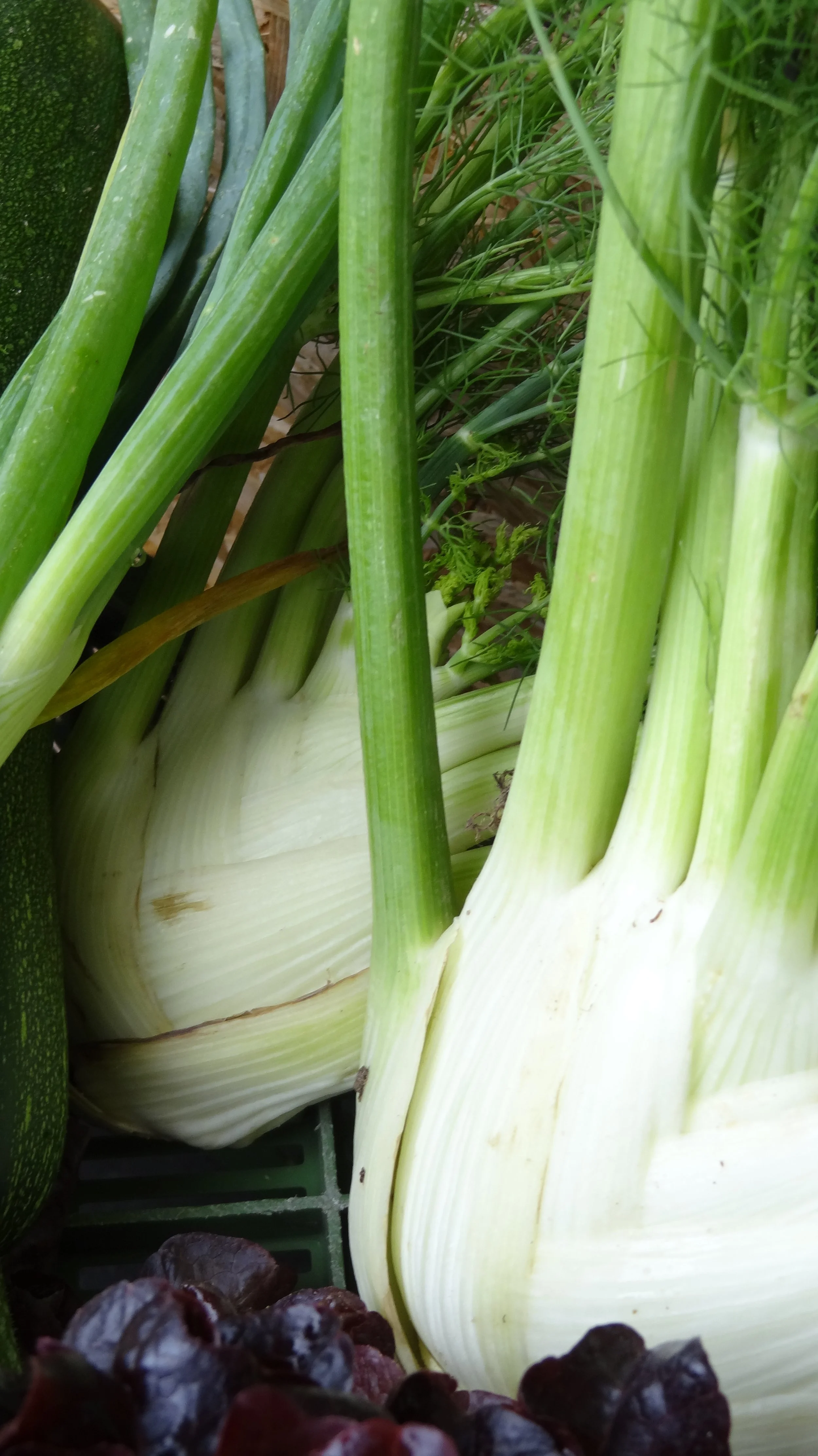 Veganes Fenchelrisotto