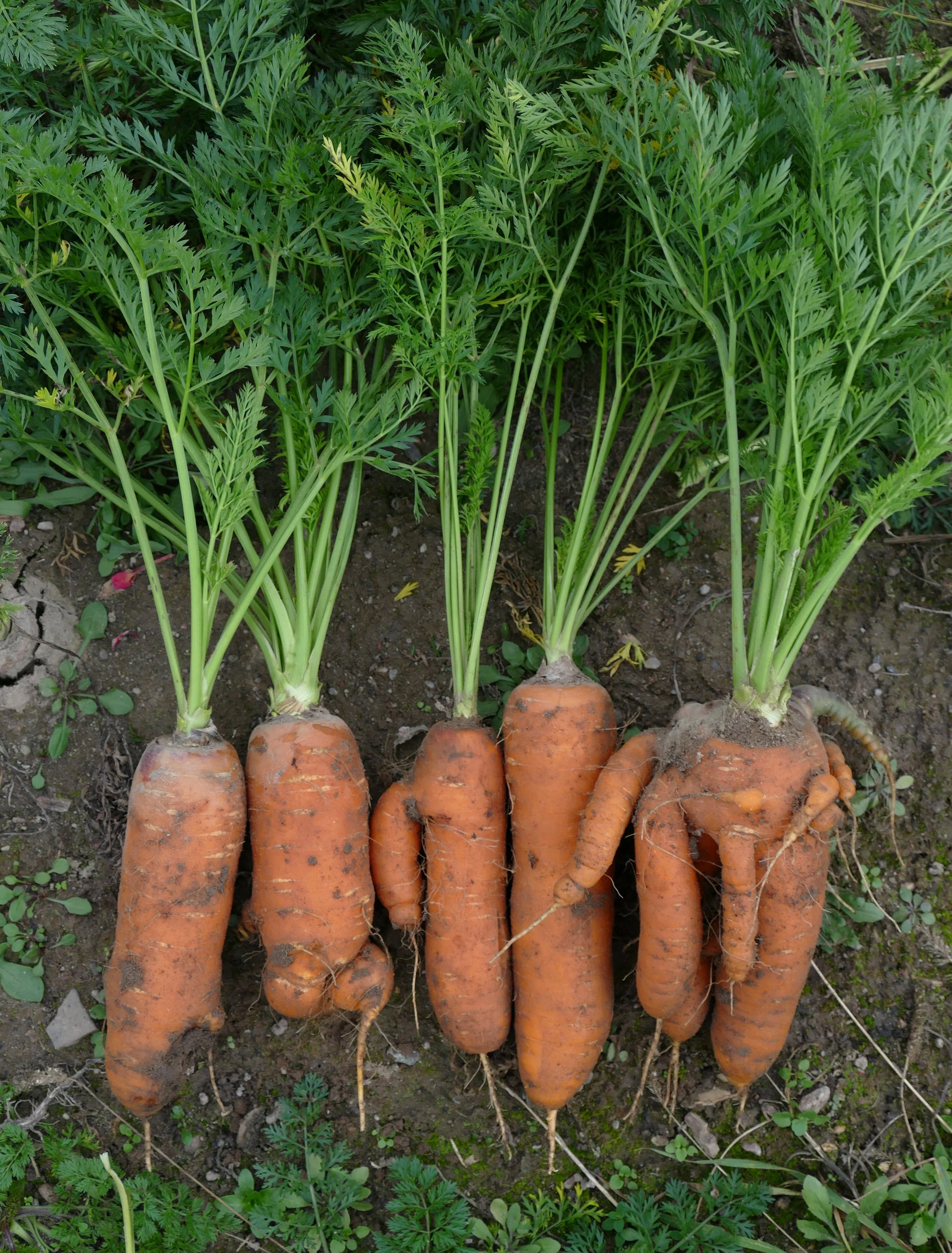 Carrot Hotdogs