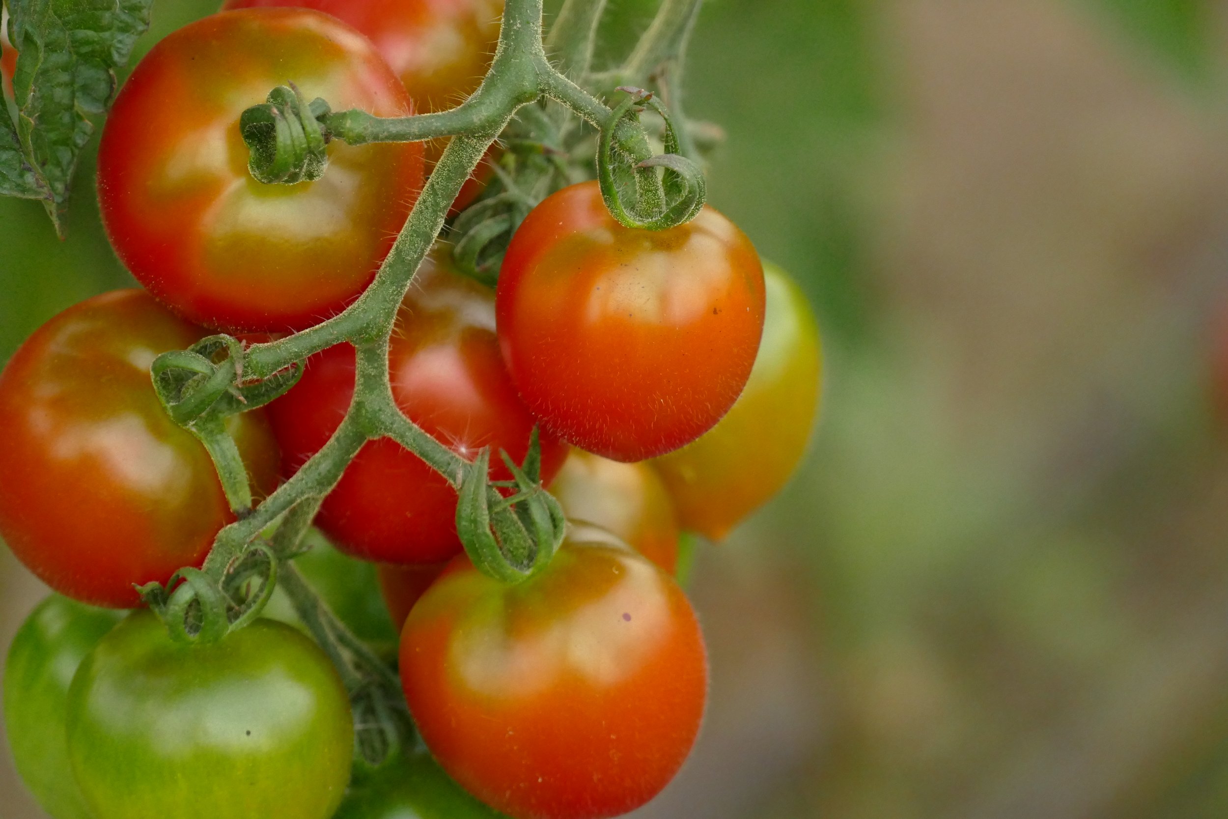 Rührtofu mit Tomaten und Schnittlauch
