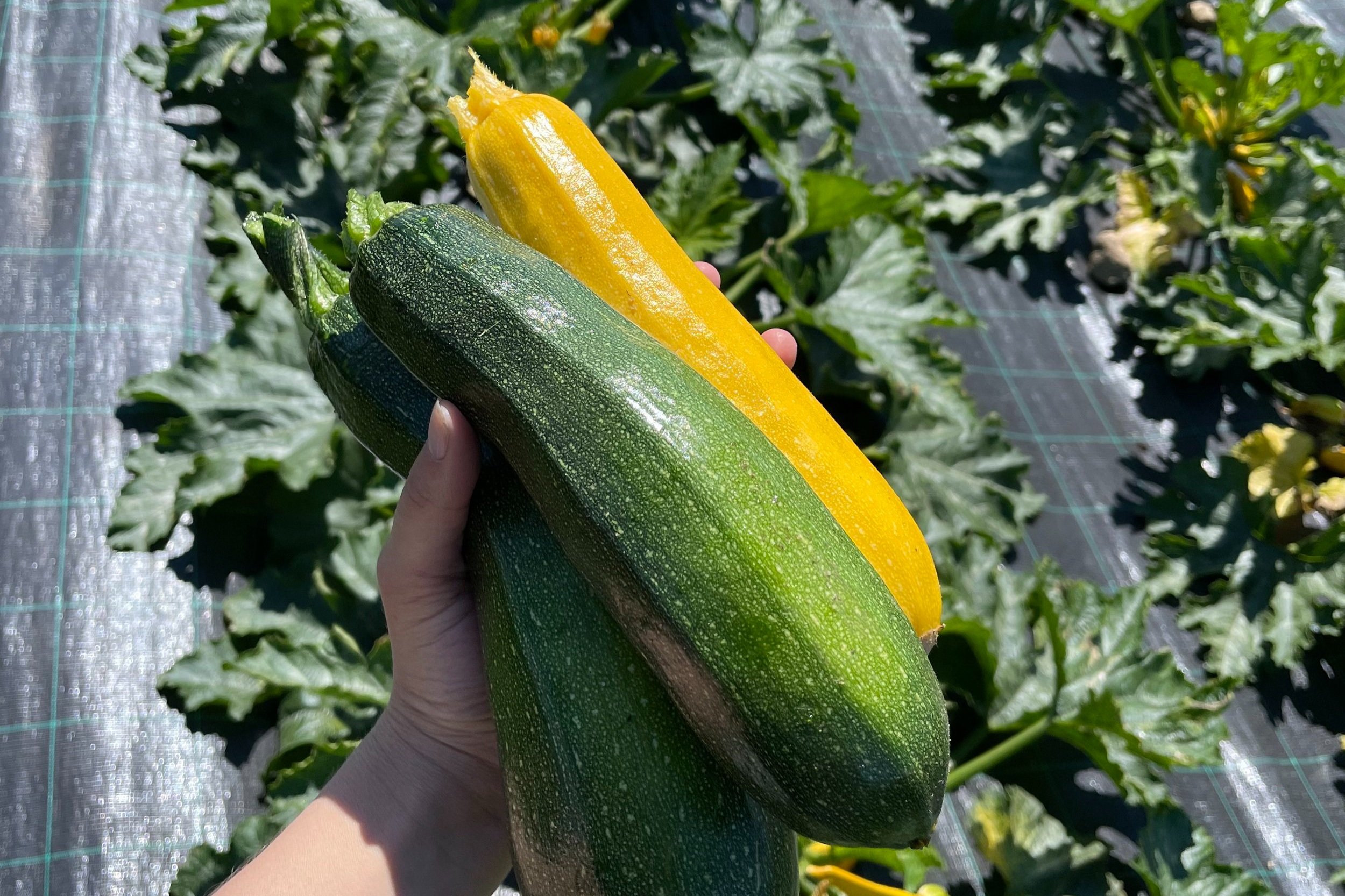 Zucchini