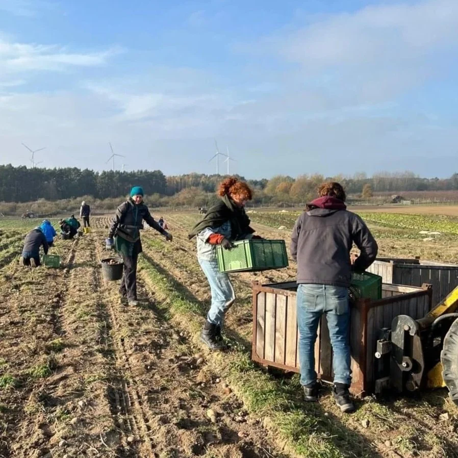 Farm day - Kartoffelernte