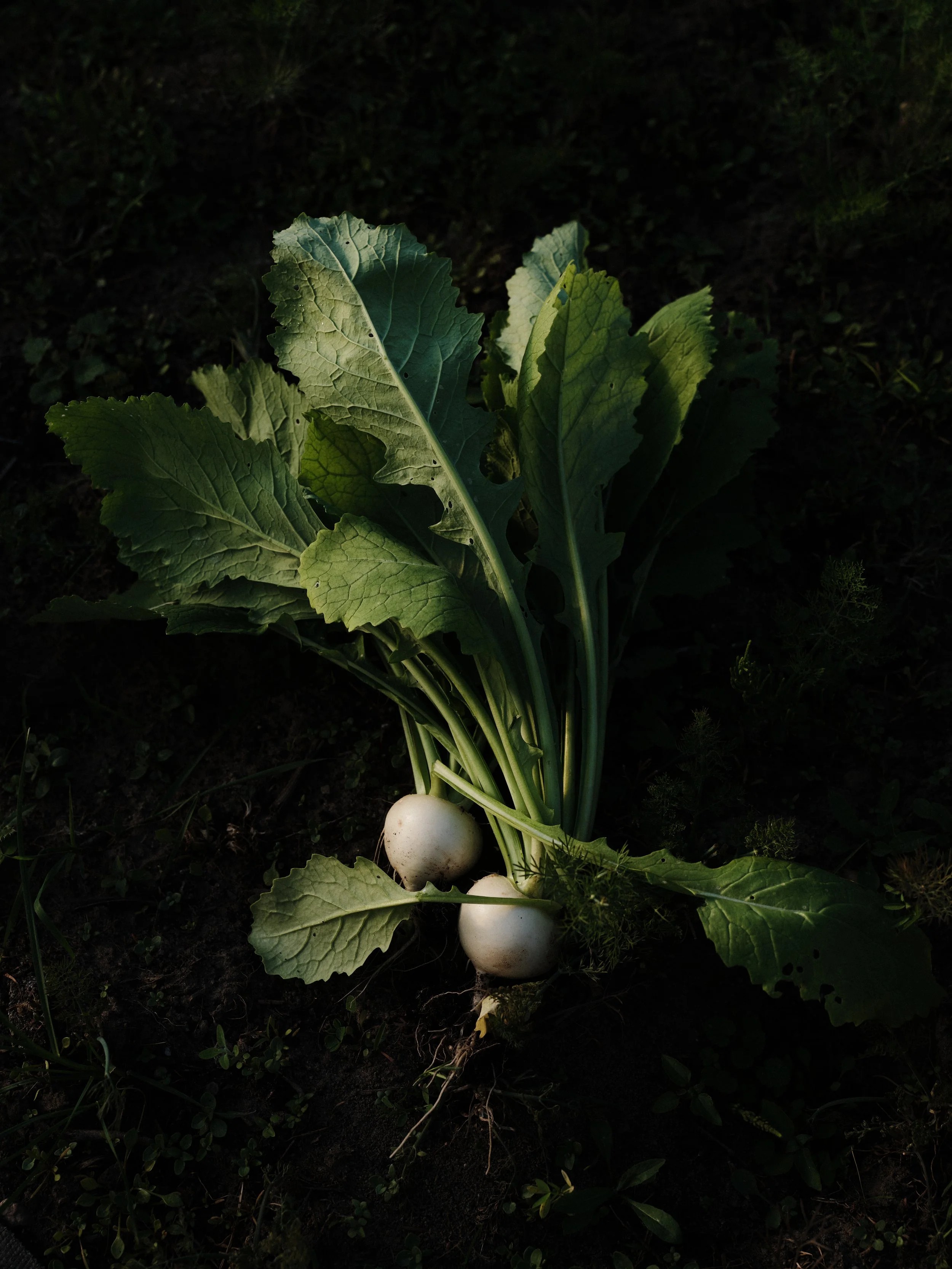 250428_PlantAge_117 (1).jpg