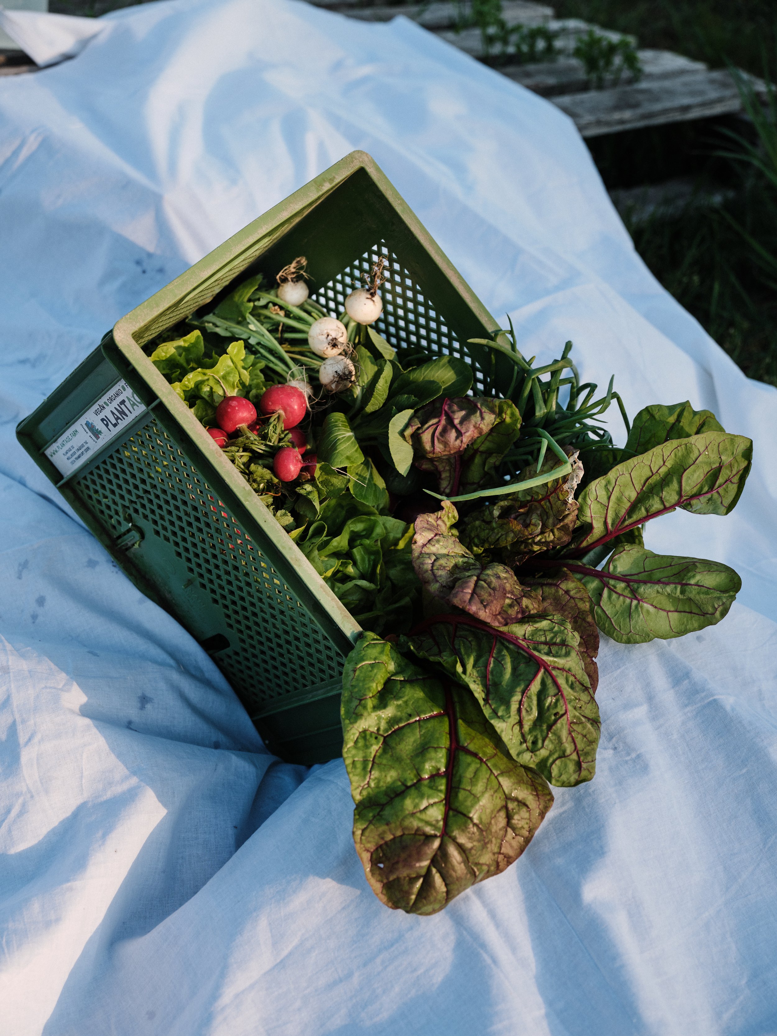 250428_PlantAge_122 (1).jpg