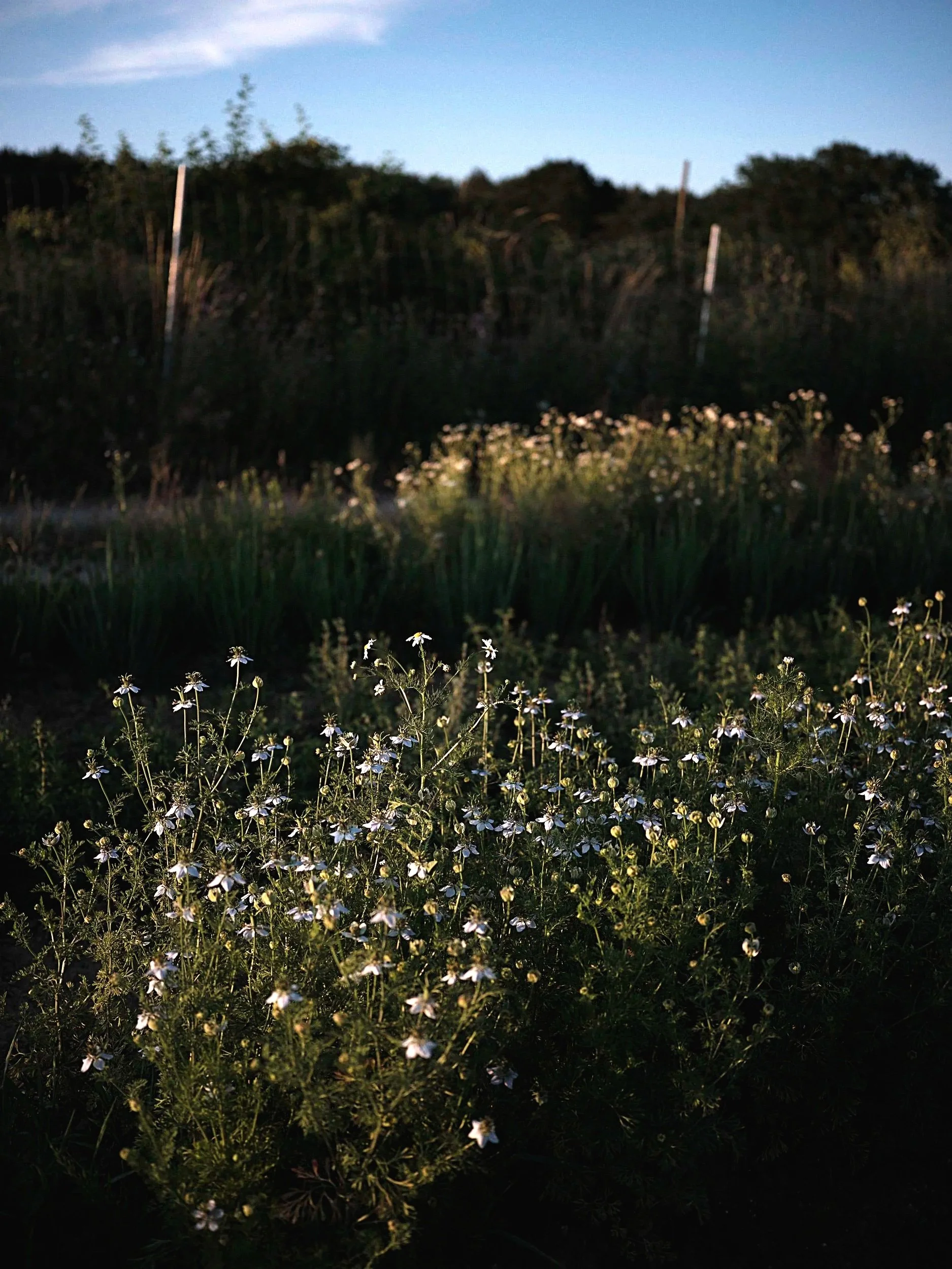 Wildkräuterwanderung &amp; Early Dinner im Feld