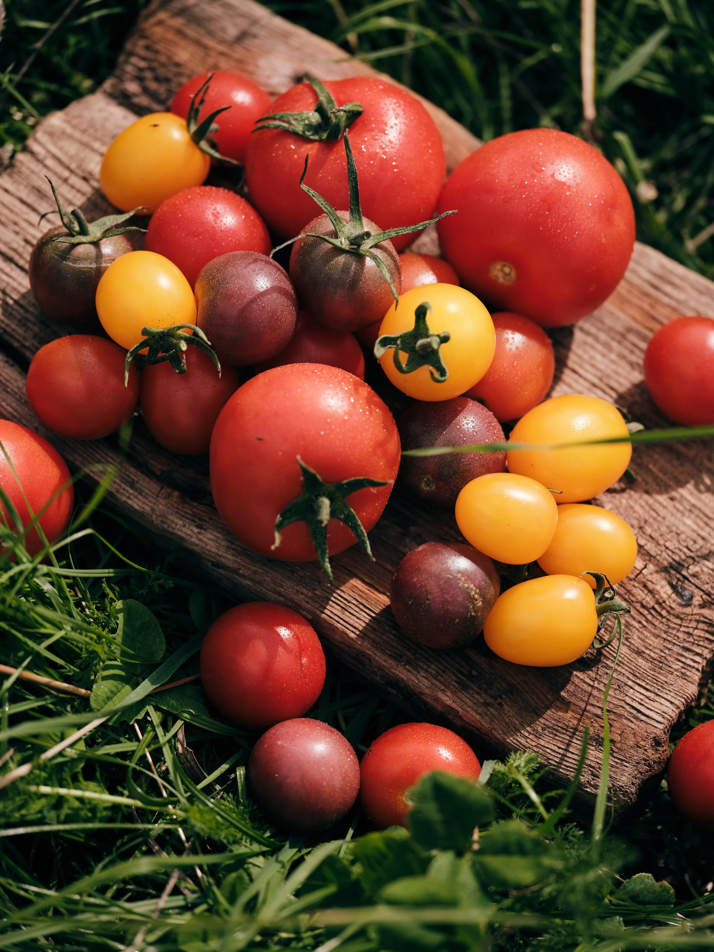 Tomatenfest