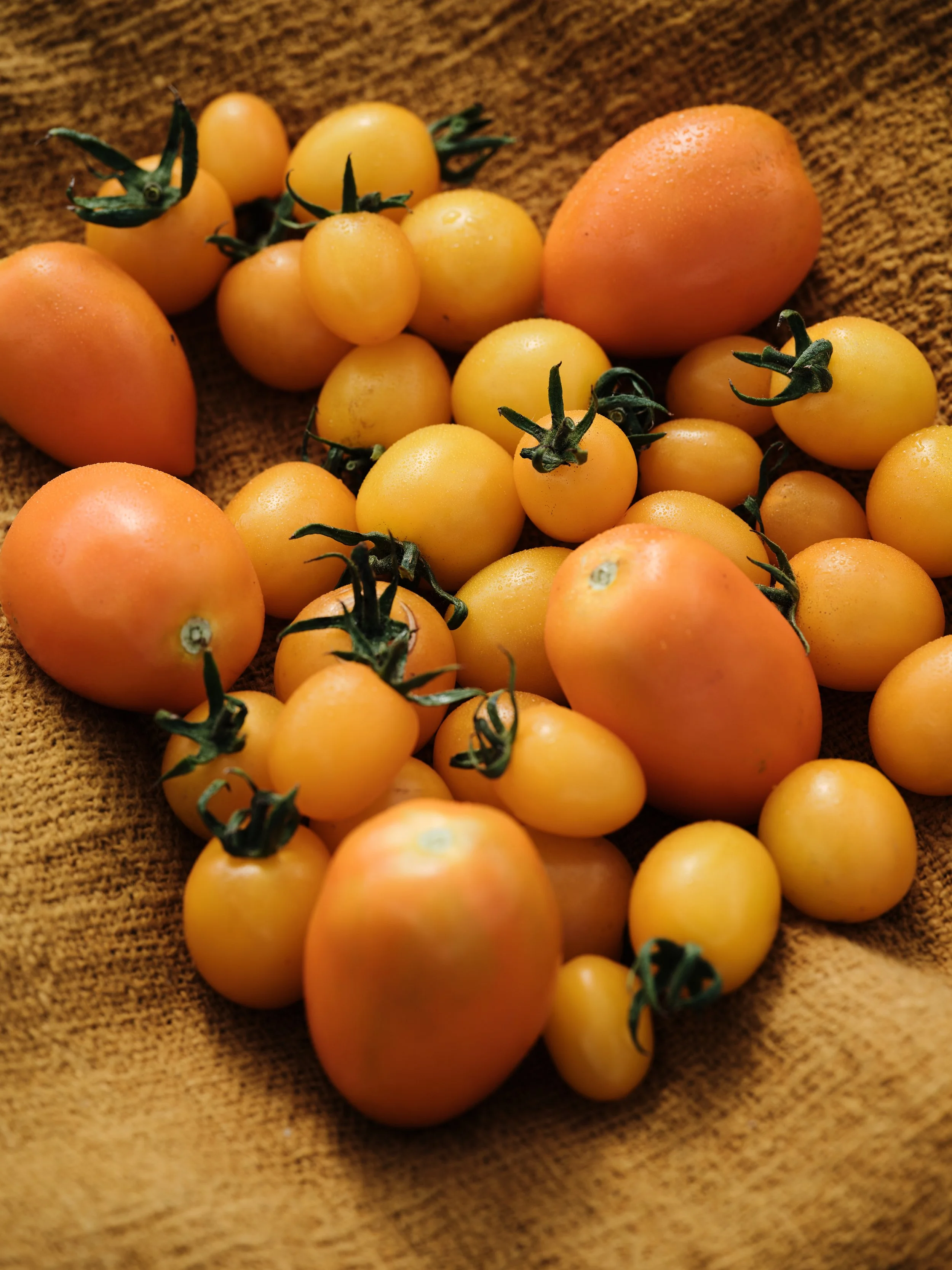 PlantAge_Tomaten&Orangen_12.jpg