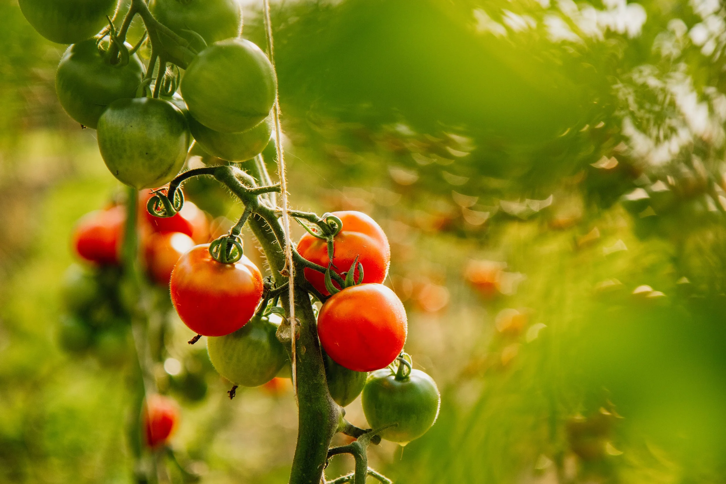 2022-09-25-PlantAge-Tomatentunnel-IMG_1765.jpg