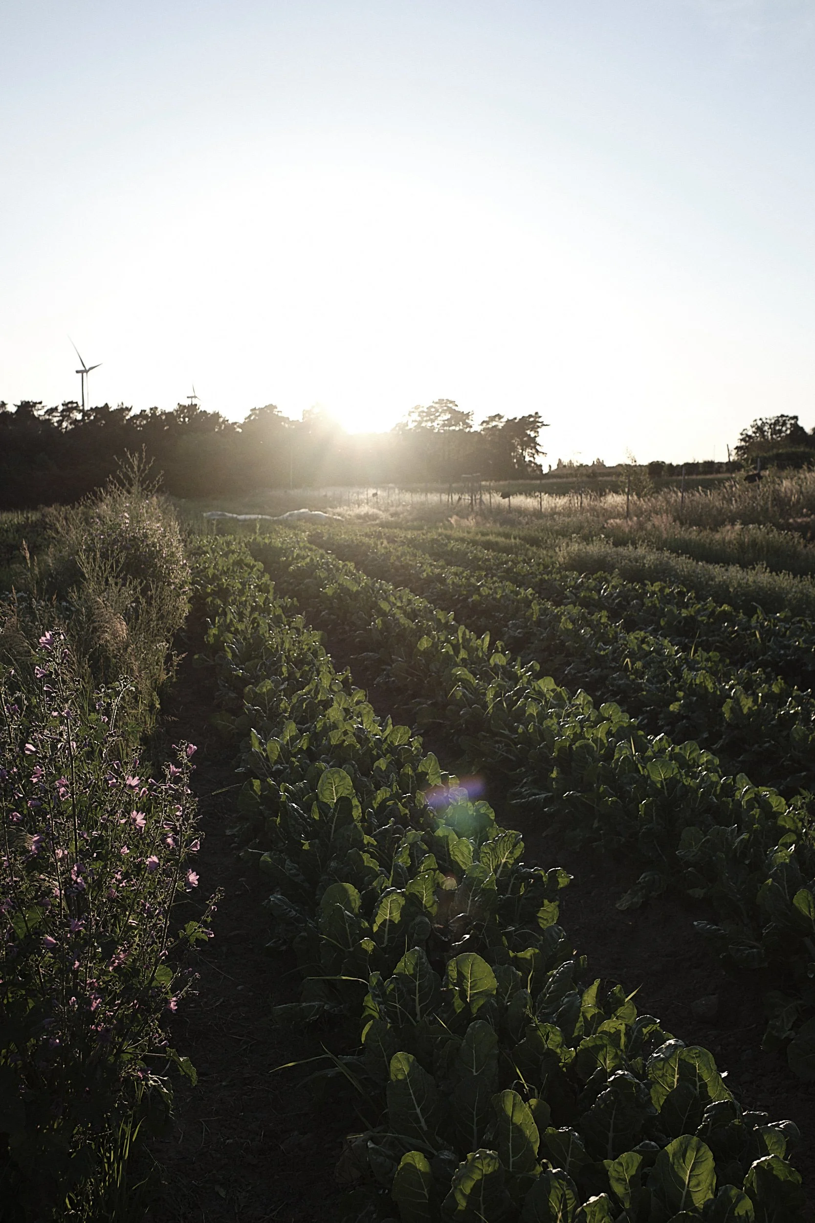 PlantAge_Juni_Brix&Maas_114.jpg