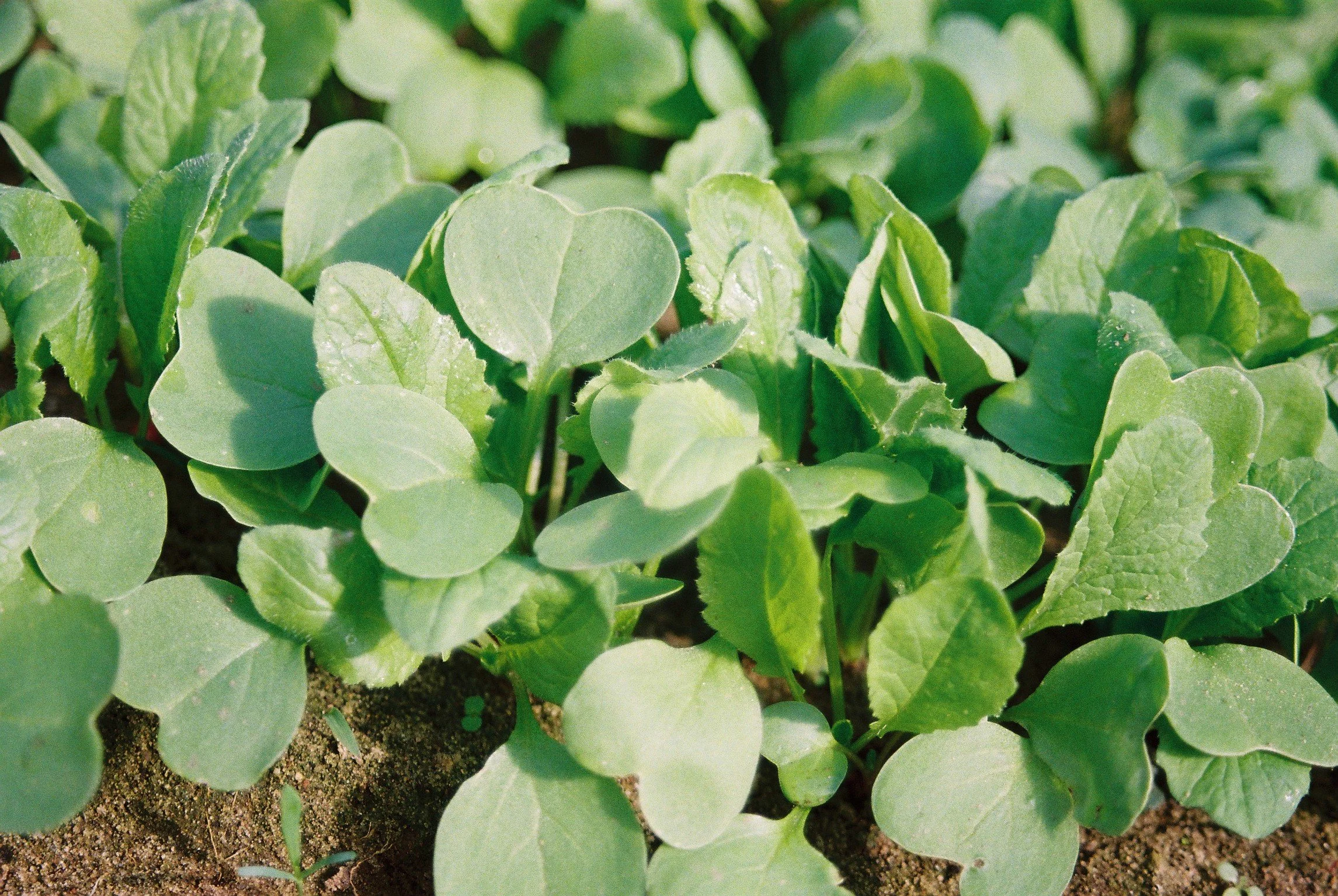 PlantAge entwickelt sich weiter: mehr Flexibilität, mehr Möglichkeiten