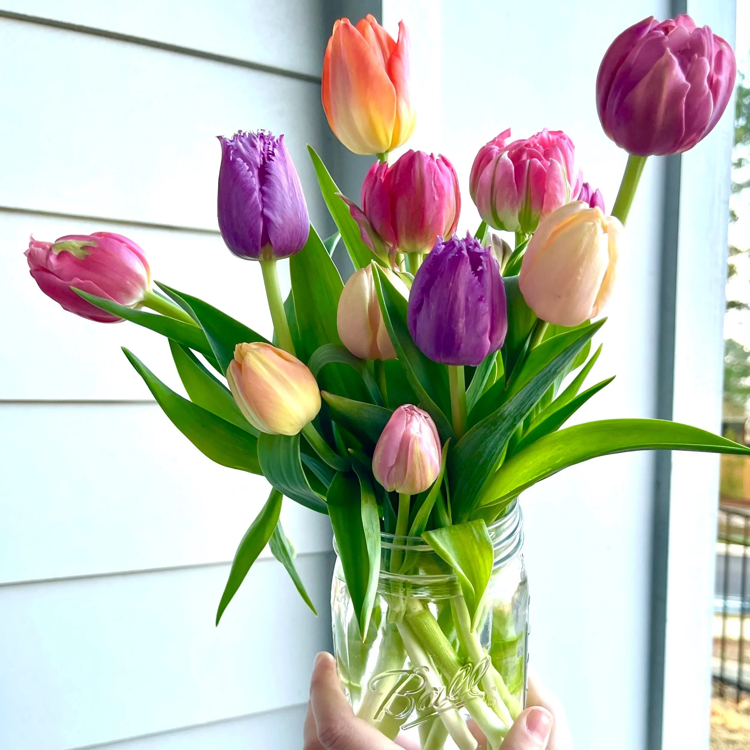 bright tulips in mason jar