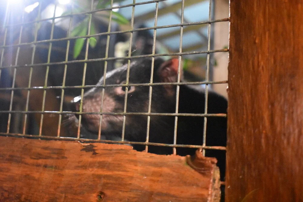 Tasmanian Devils, Devils @ Cradle