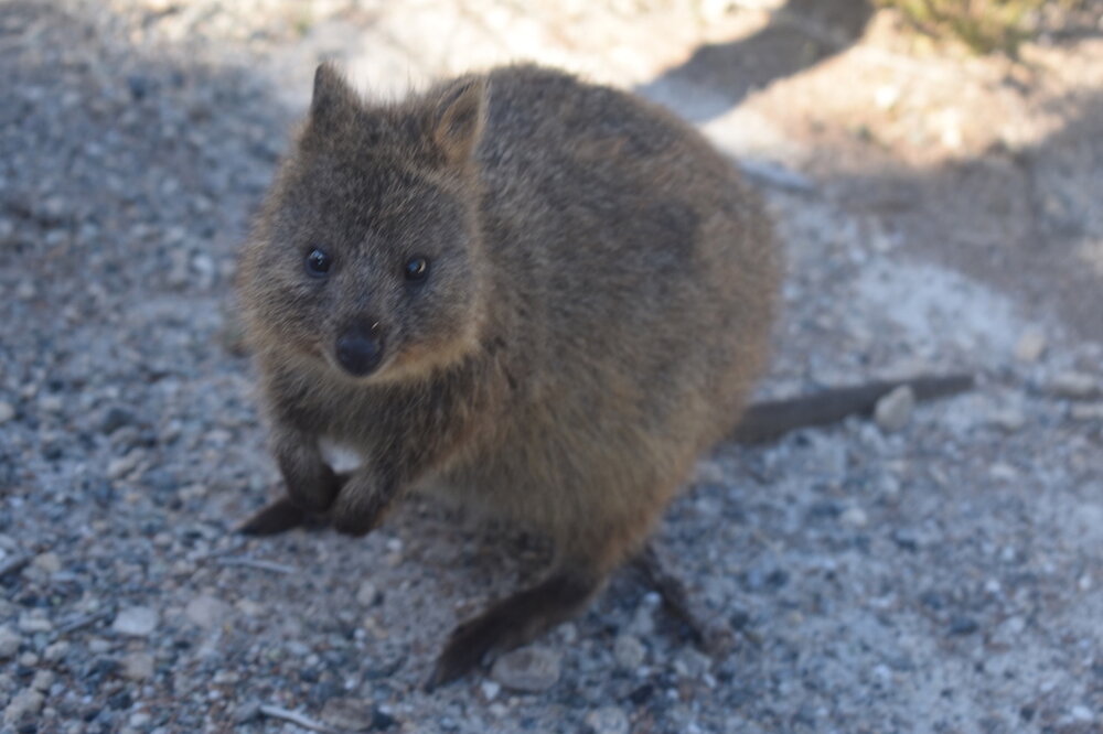 The Quokka