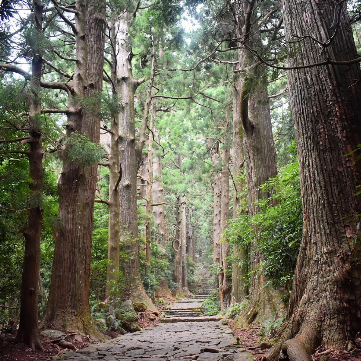 Nachi Falls Guide Everything You Need To Know Beyond The Bay