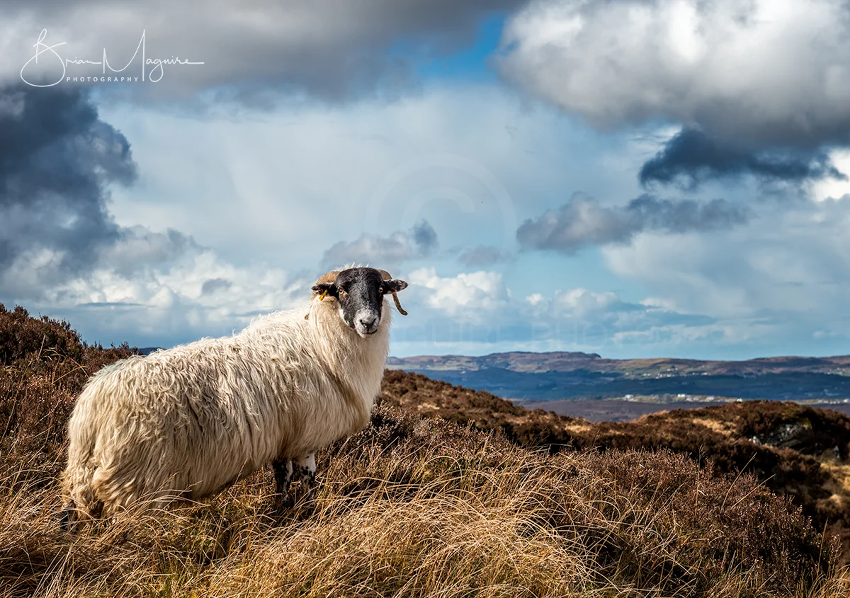 DL0013 Sean the Sheep