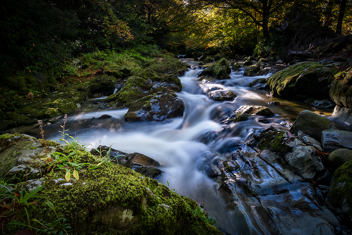 ND0016 Shimna River, Tollymore, County Down