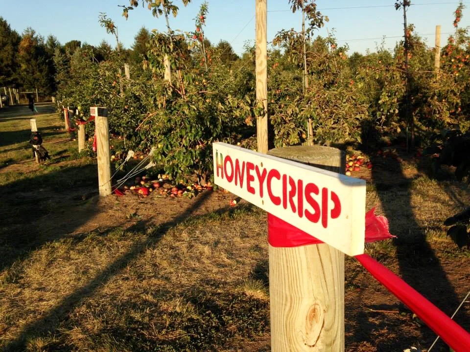 An Apple a Day🍎🍏