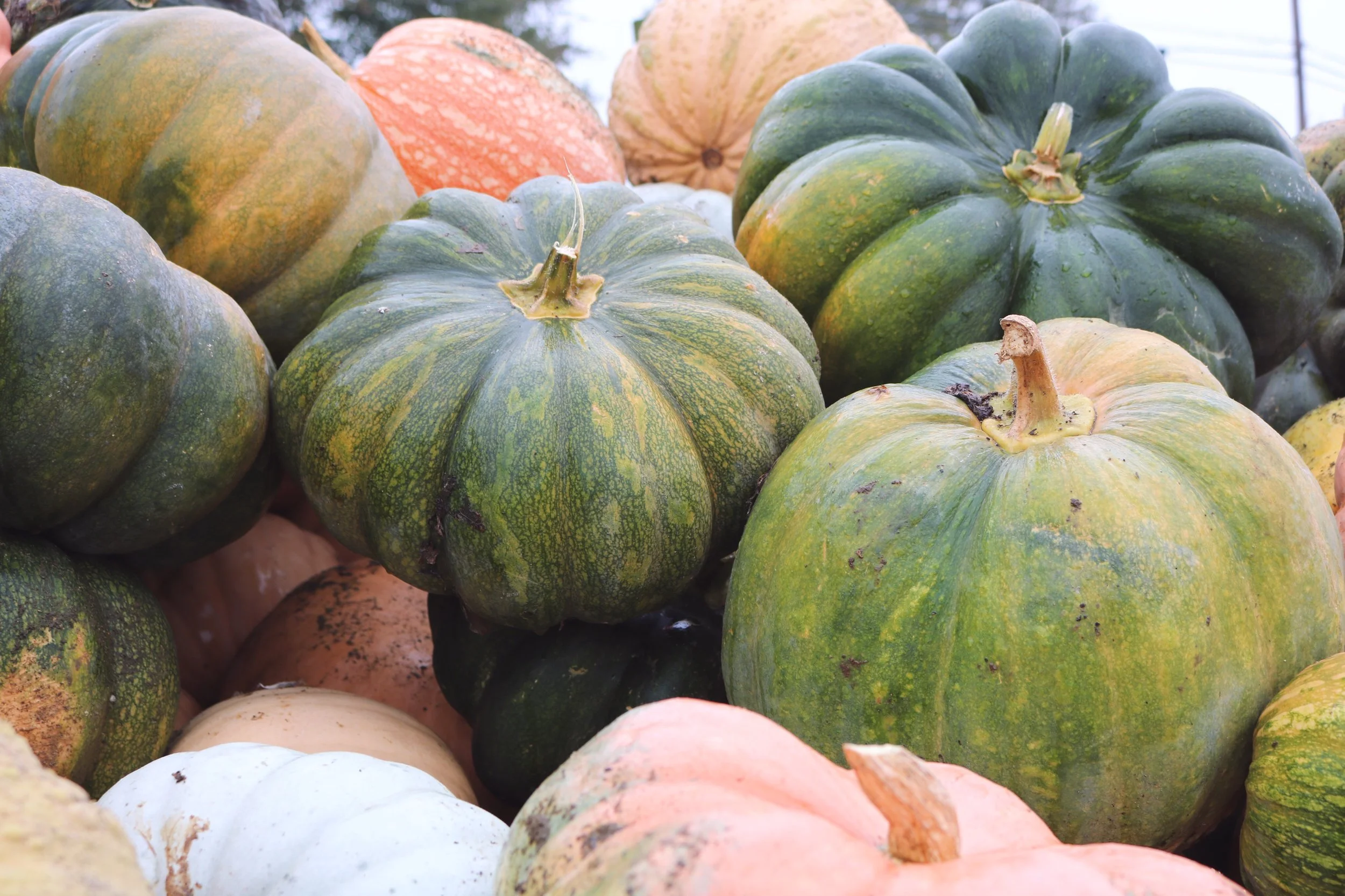 Five Fall Activities that Never Go Out of Style