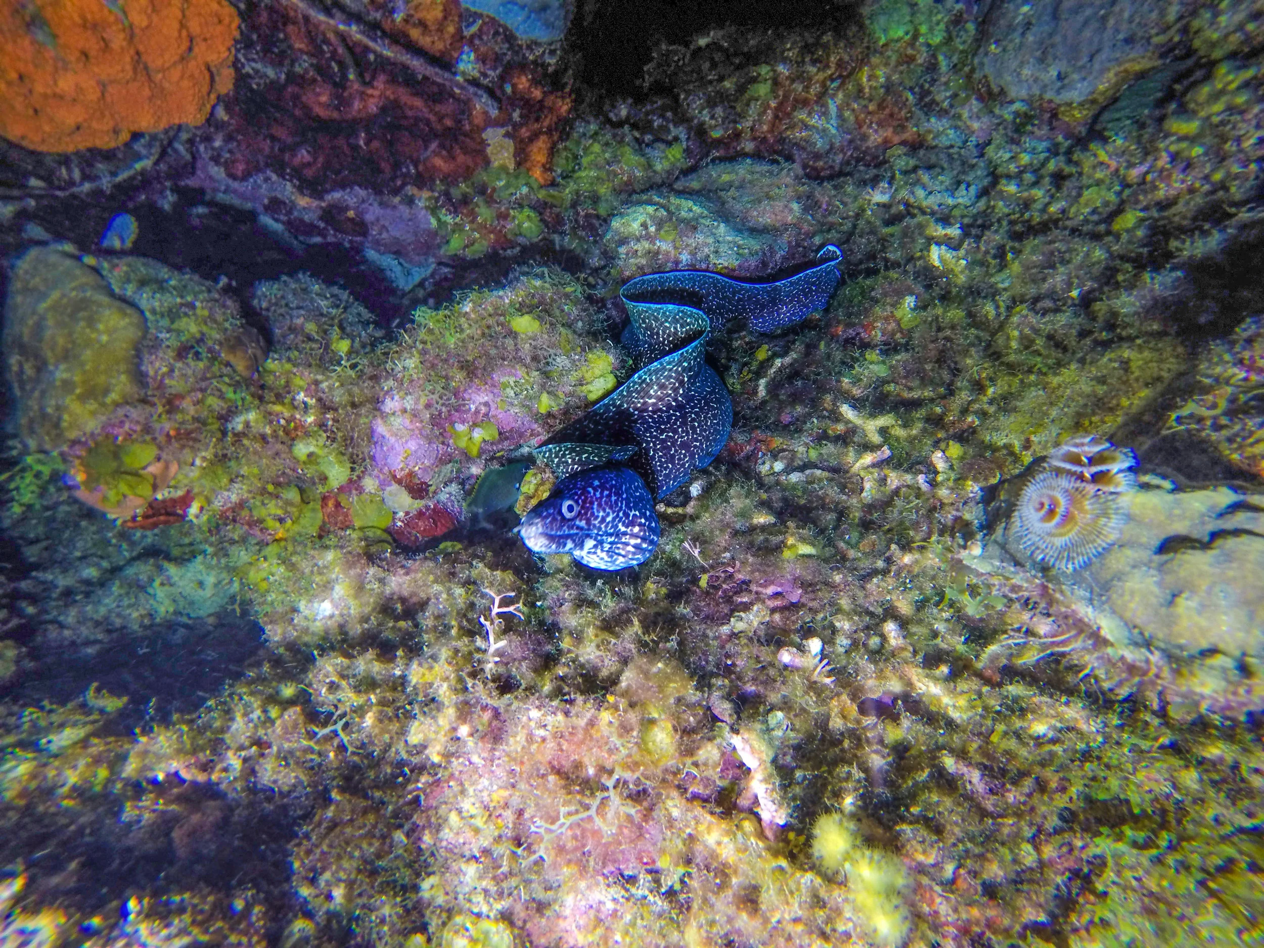 spotted eel in curacao.jpg