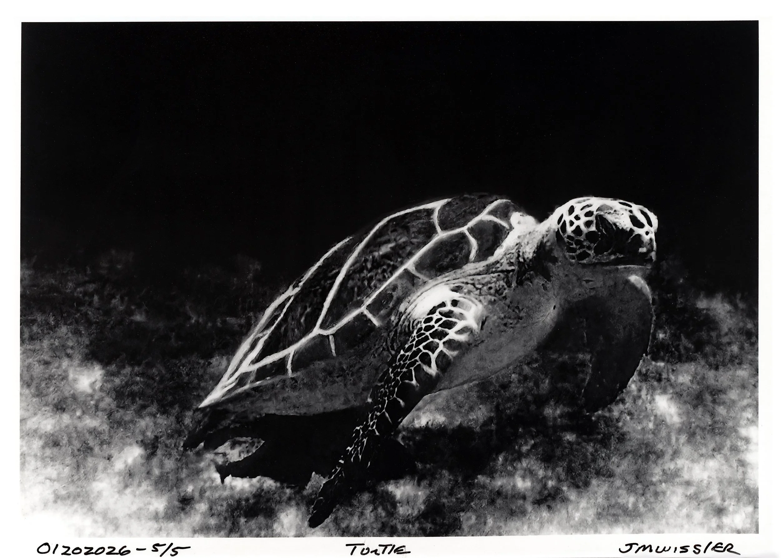 Turtle Web Sale Pic Scan.jpg