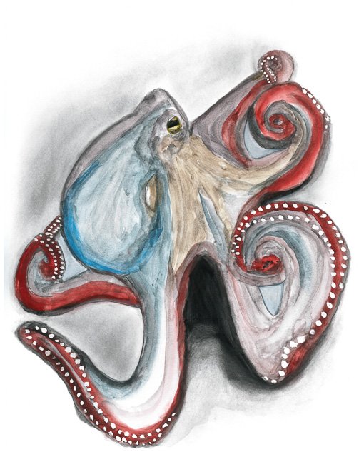 Octopus.jpg
