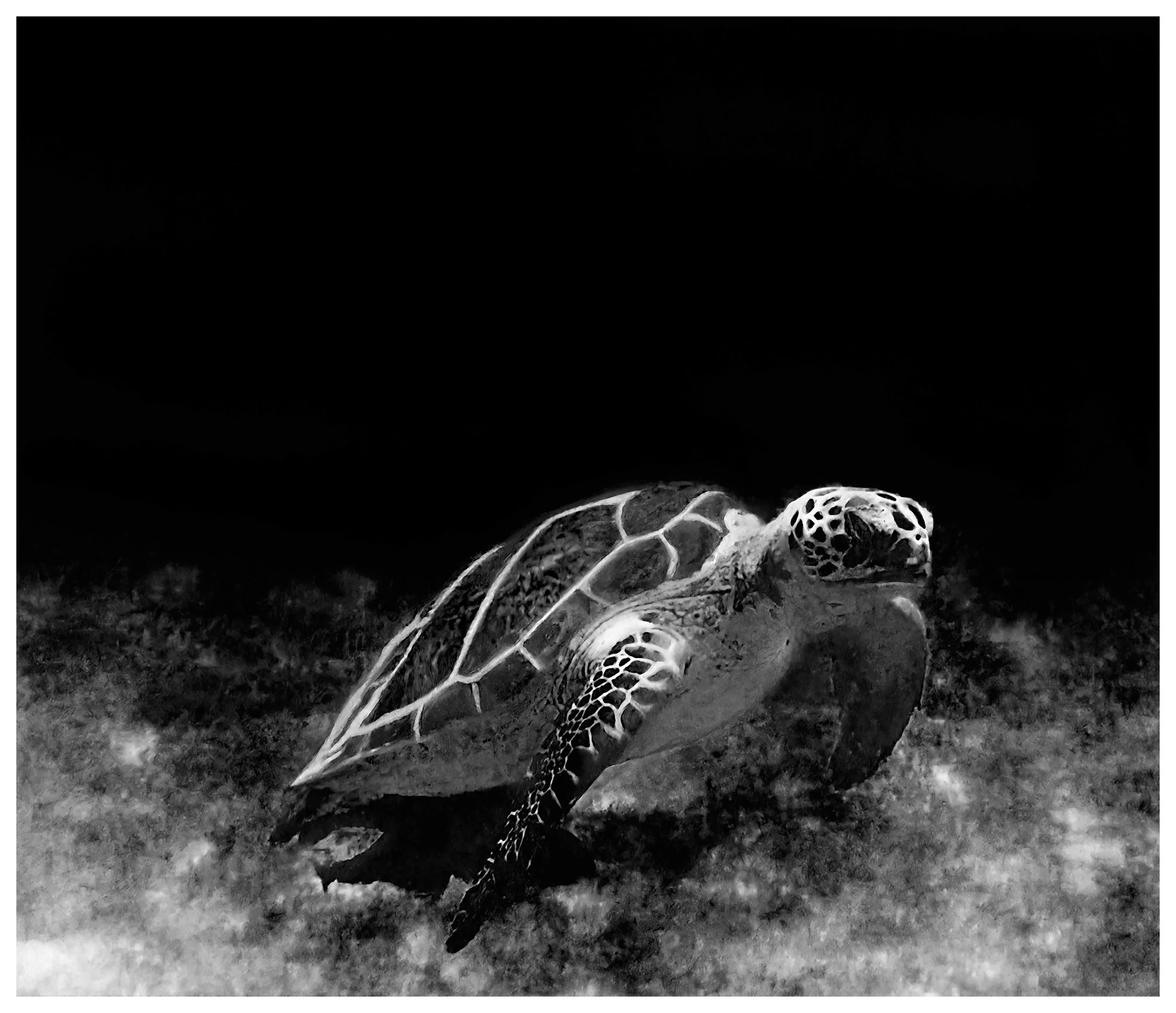 Turtle01-12.13.2025-6x7.jpg