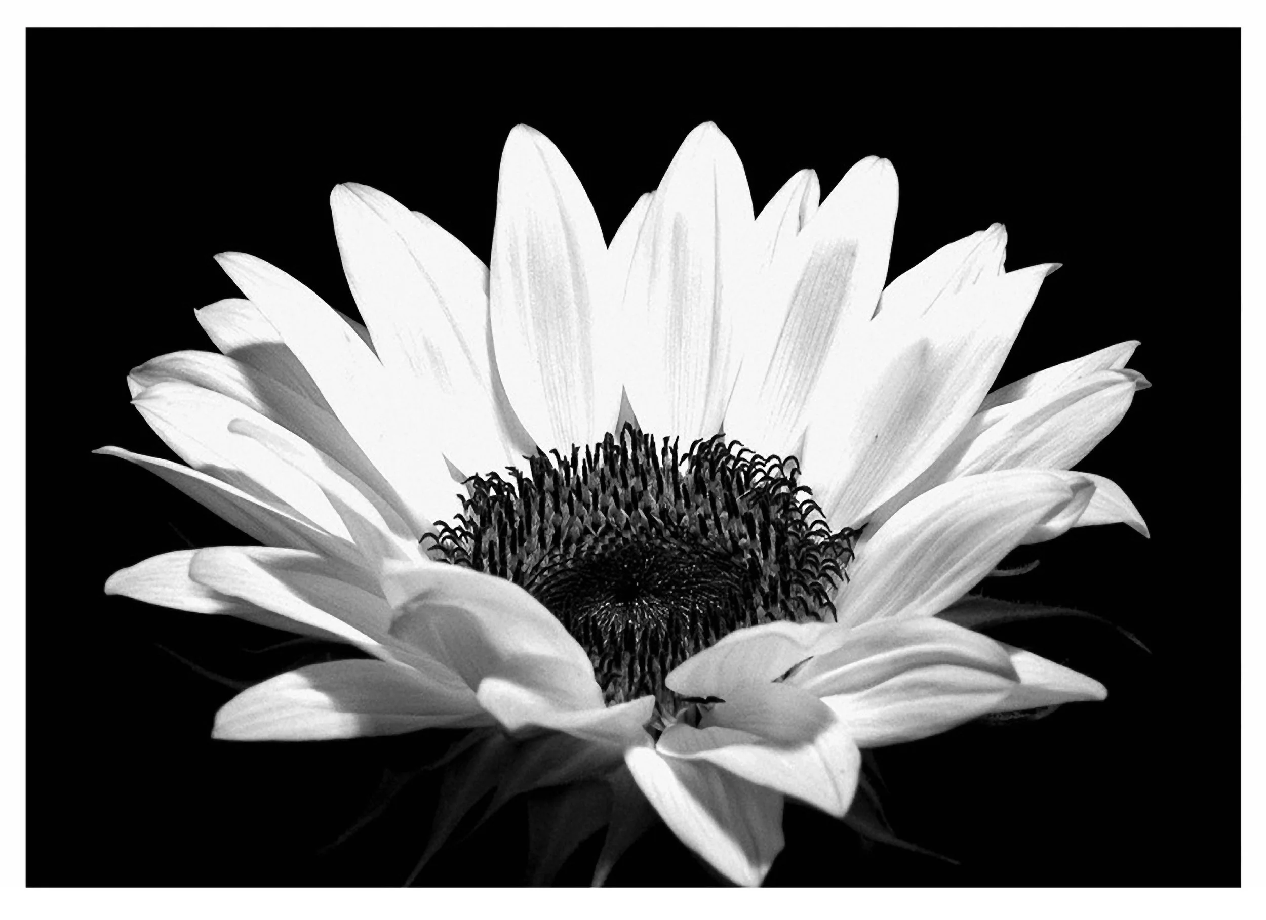 Black and White Flower.jpg