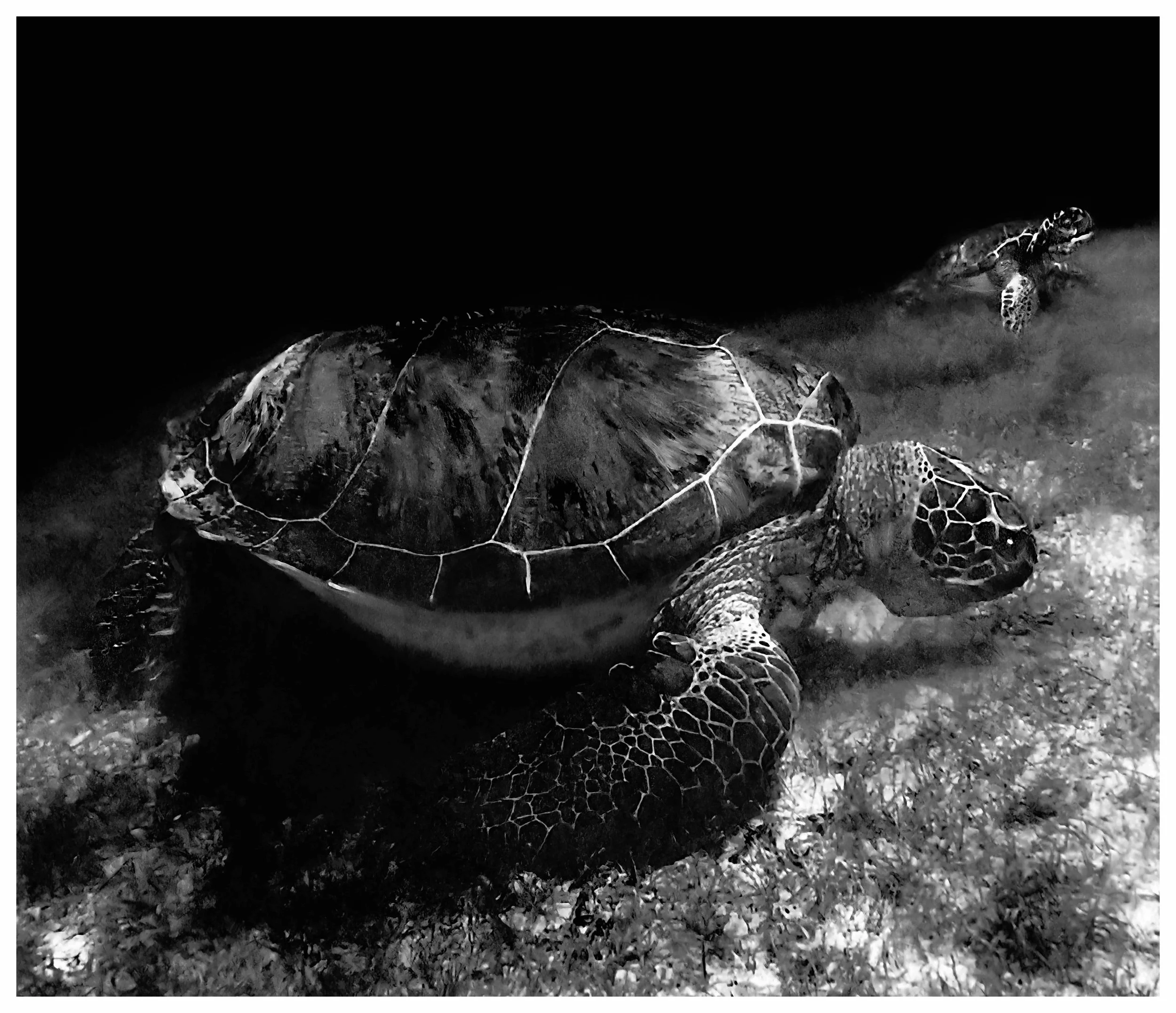 Turtle02-12.13.2025-6x7-Rightfacing.jpg