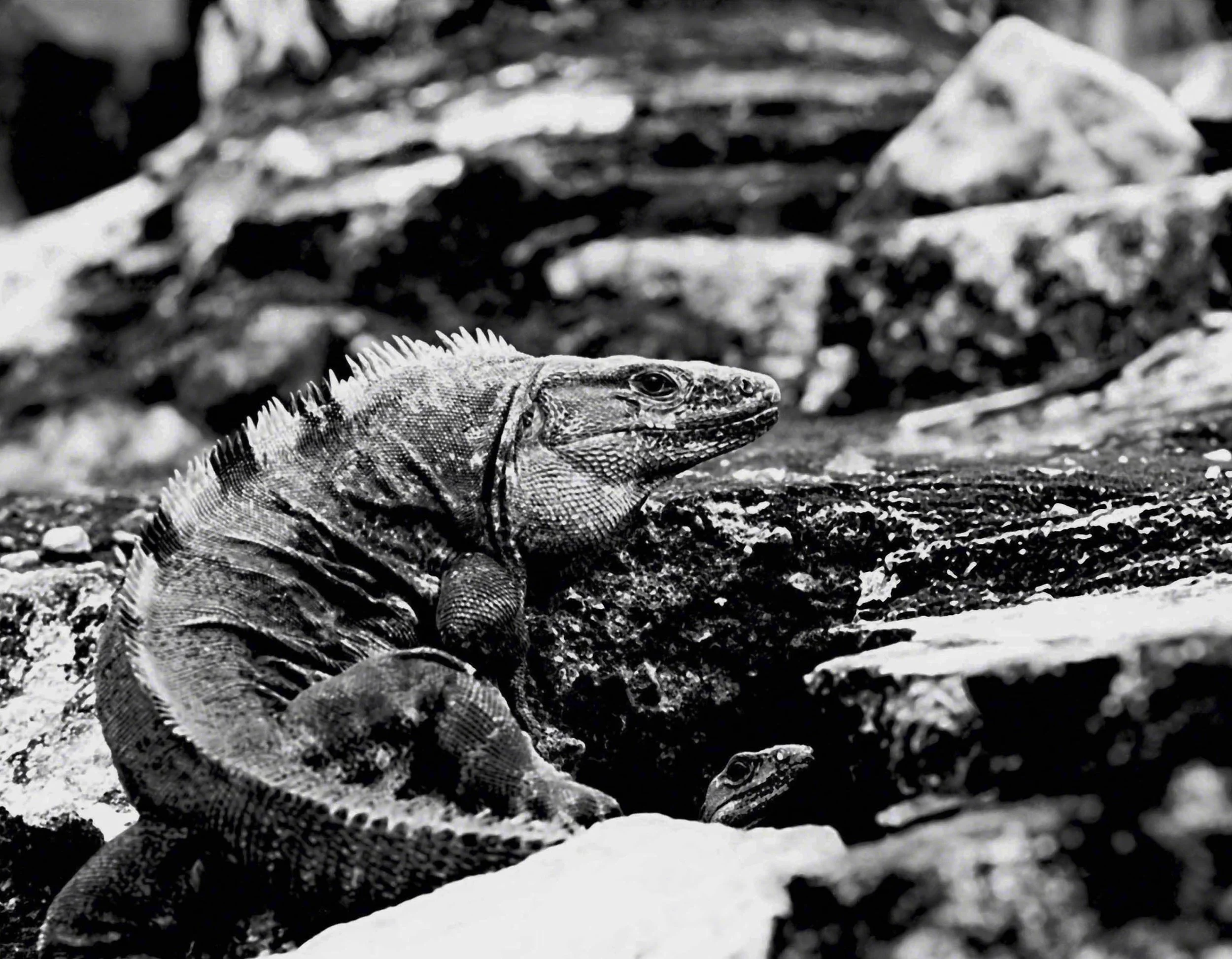 10312025-Iguanas- Cover.jpg