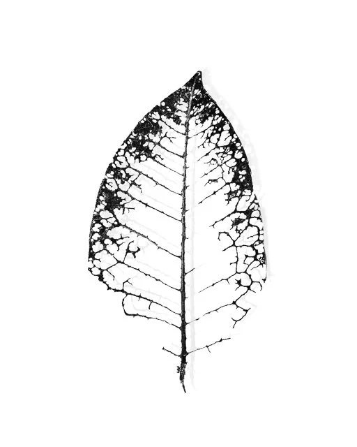 Black_Leaf.jpg