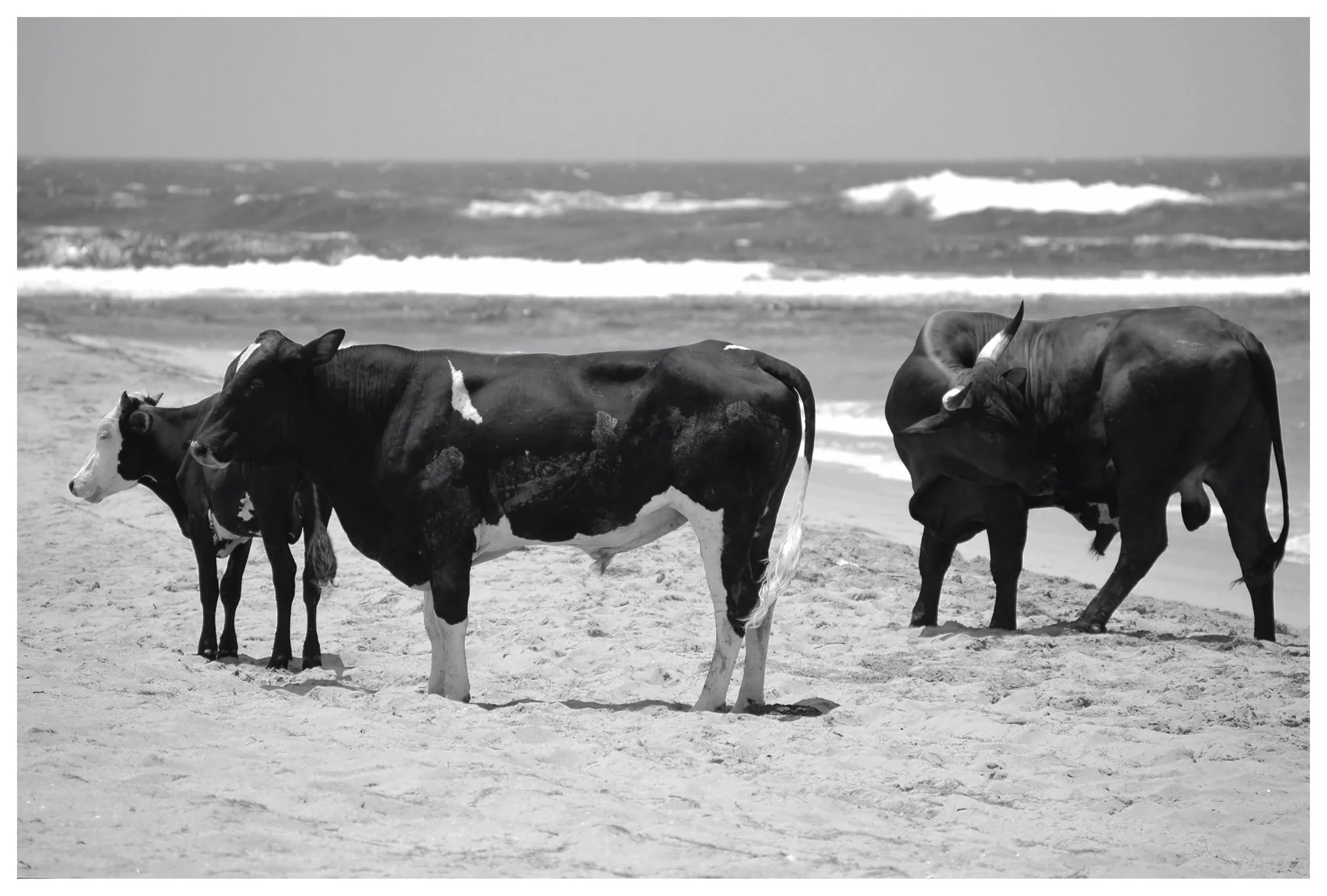 JMW2008-07-06_0002D copy.jpg