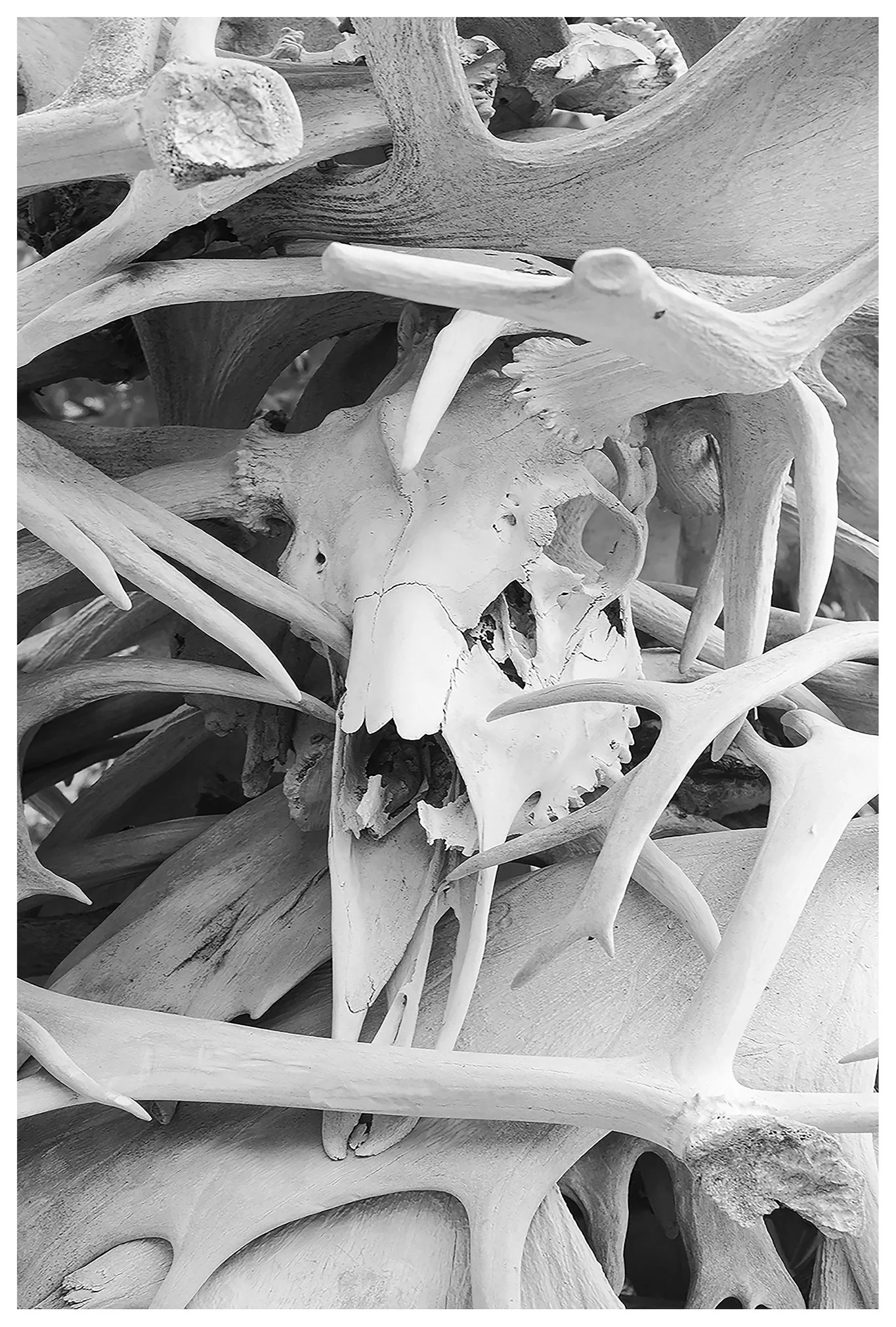 JMW-alaska bones.2 copy.jpg