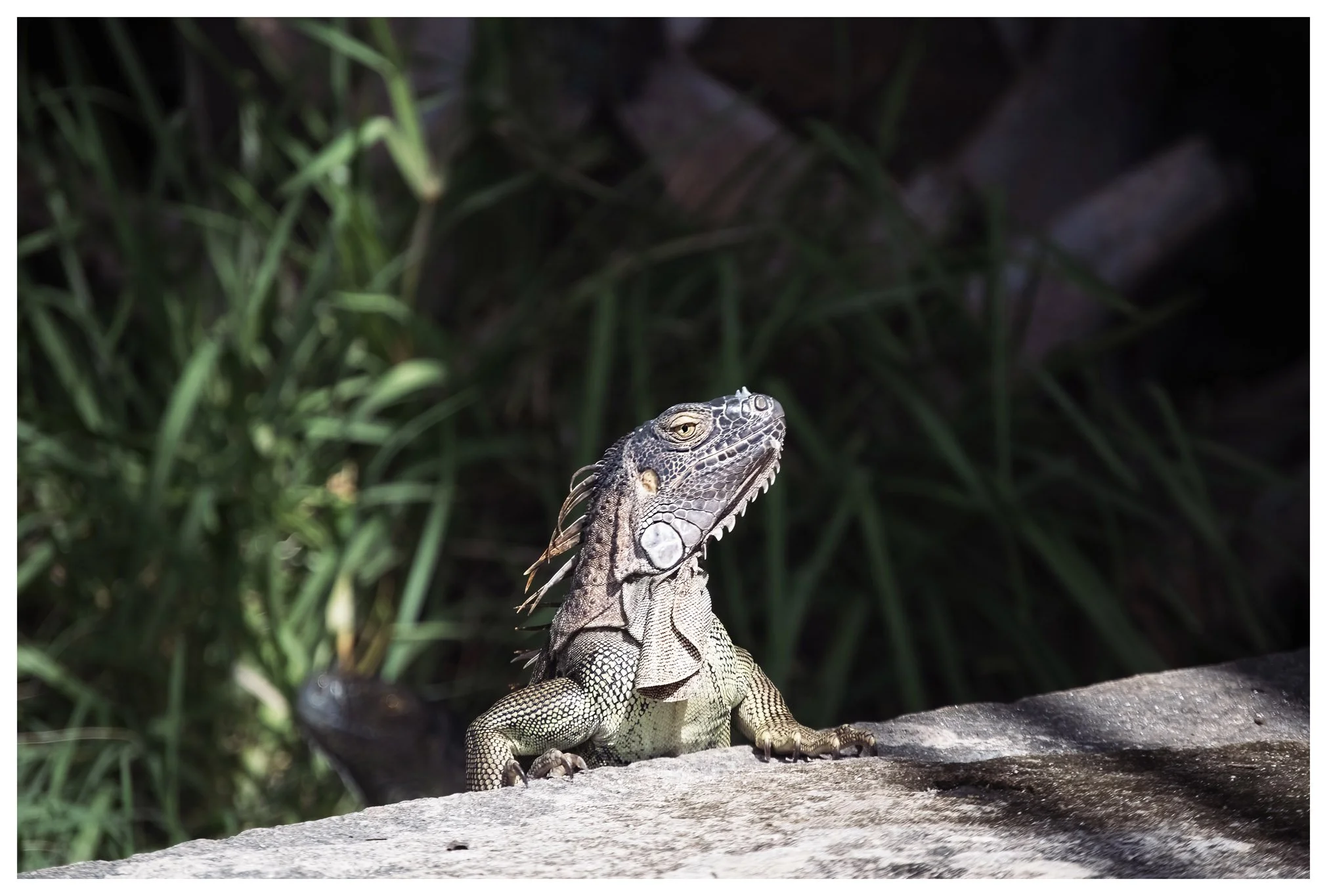 JMWDSC_0113_113_PL copy.jpg