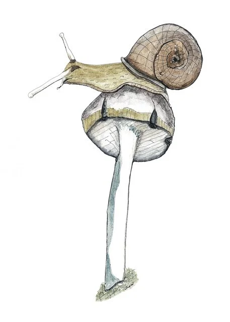 O-Snail_and_Mushroom-Final.jpg