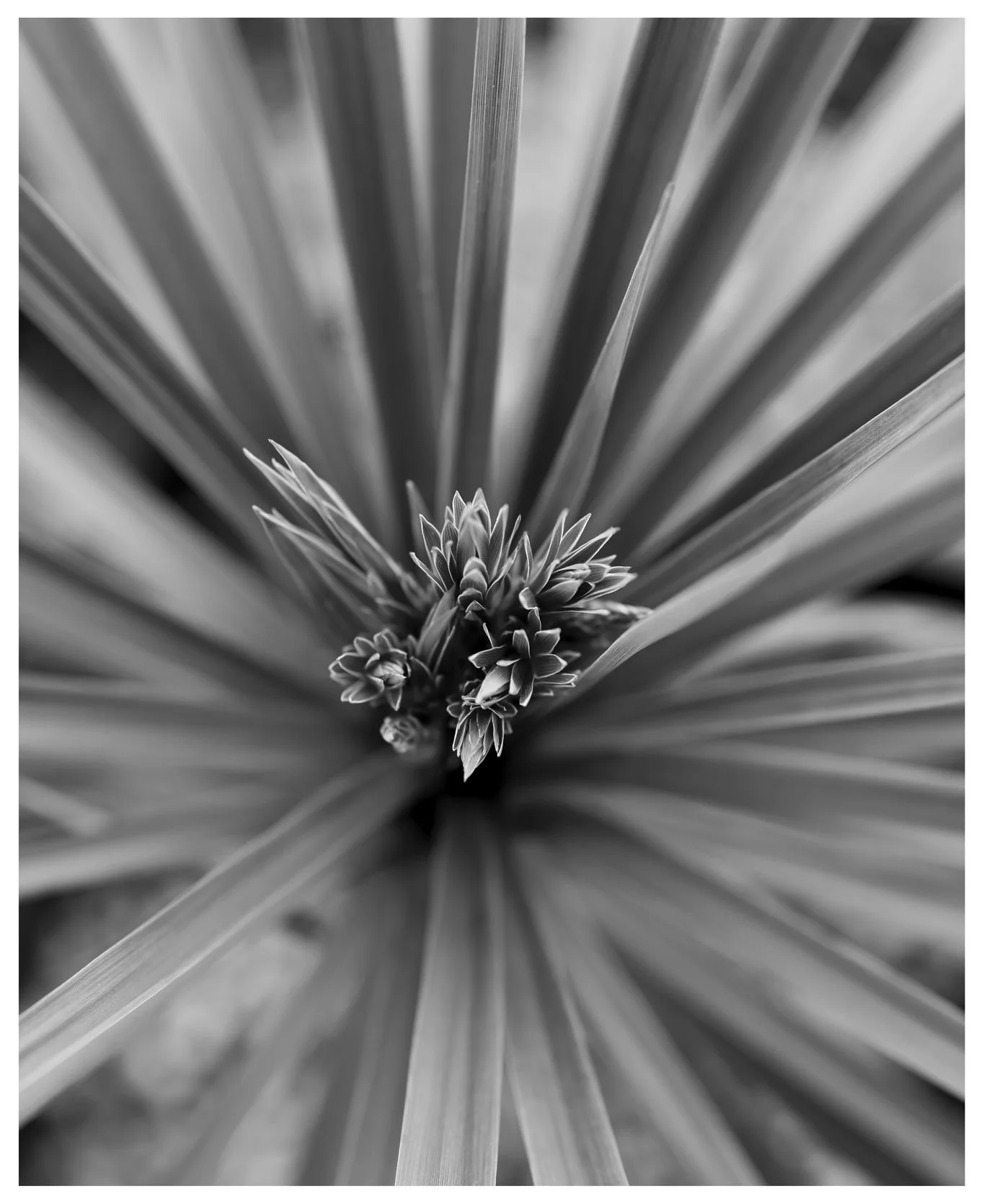 Palm-Final-Long copy.jpg