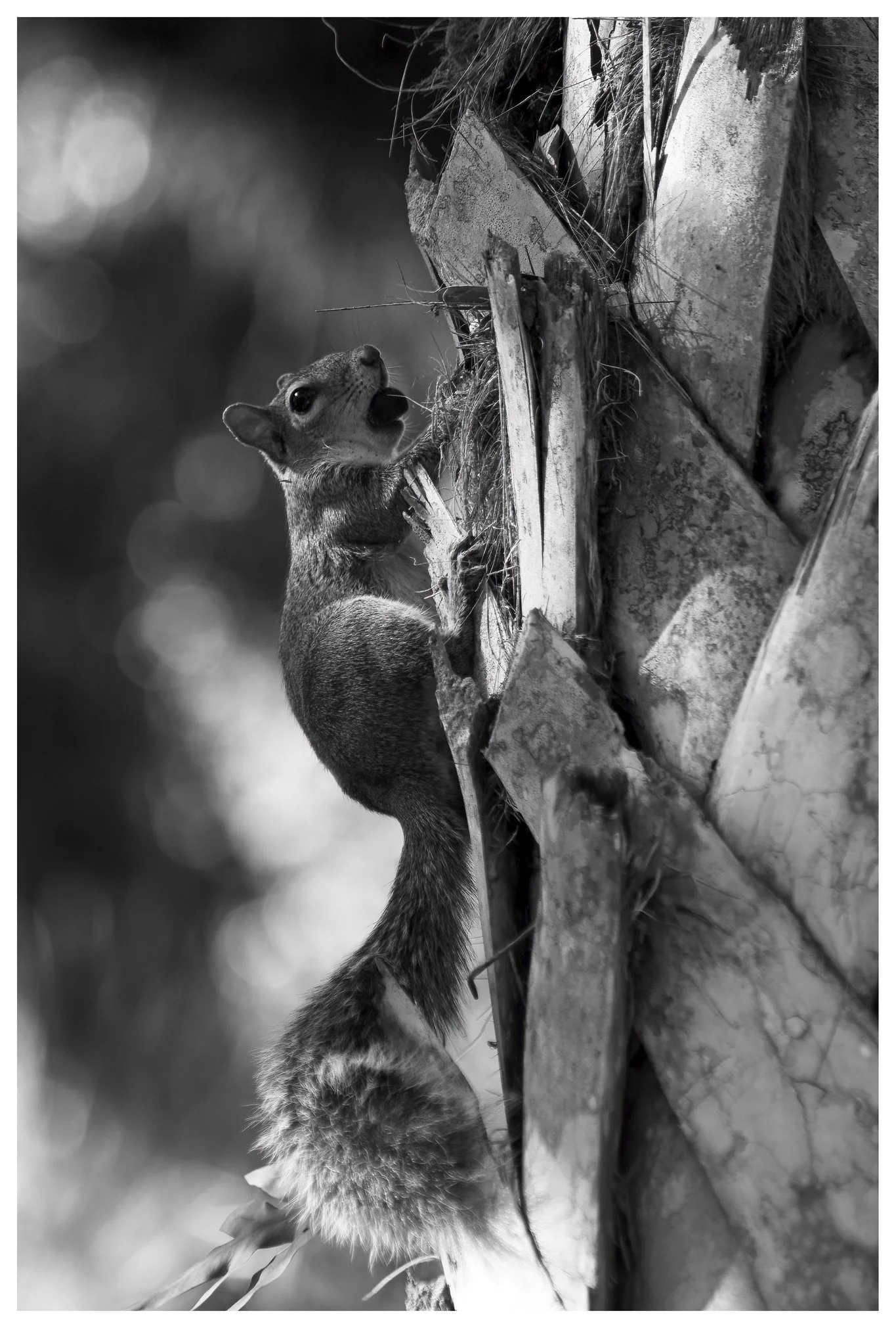 ProPalette 7K (4K Film Record) Vert-Test03squrriel-JMW copy.jpg